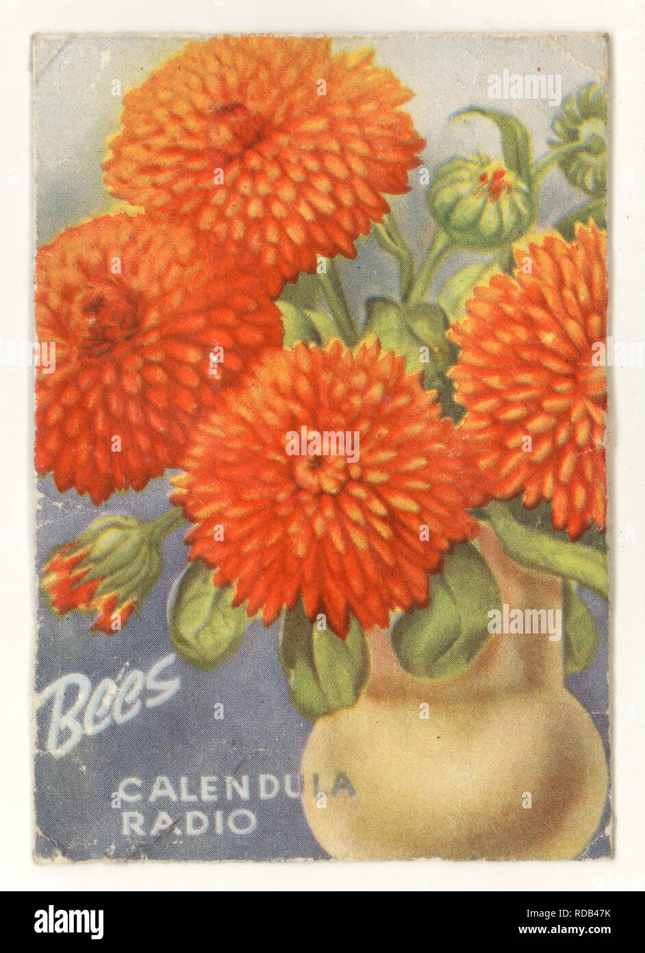 Die Vintage Biene Samen Paket, Calendula Radio Blumen, Liverpool, Großbritannien Stockfoto