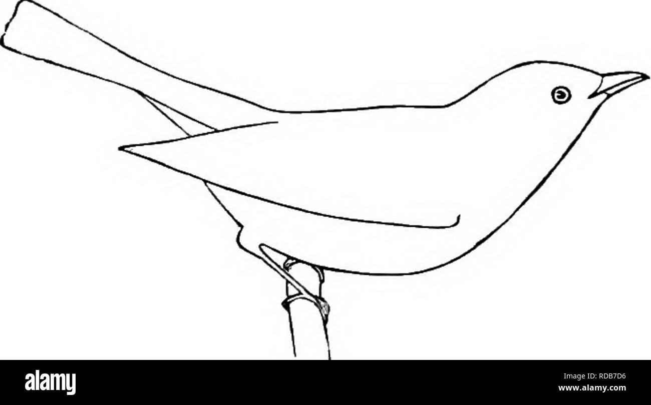 . Das Land - Vögel und Wild - Vögel von New England; mit Beschreibungen der Vögel, die ihre Nester und Eier, ihre Gewohnheiten und Notizen, mit Abbildungen;. Vögel. 162 LAND-Vögel. Wo als in eine Ulme, Pappel, oder Buttonwood Bäumen. Es ist immer pensile, aber Audubon spricht von einer an den Stamm eines Baumes, in der Situation, die ich nie gefunden habe, fand ich es, so weit ich mich erinnere befestigt. Die Eier der Trillern Vireo sind Weiß, mit einigen "rötlich Schwarz" oder braune Flecken am größeren Ende, und durchschnittlich ca. 77 x-58 Zoll. Ein Satz von vier oder fünf ist in der Nähe von Boston in der ersten Woche von Juni festgesetzt. c. Die Warbl Stockfoto