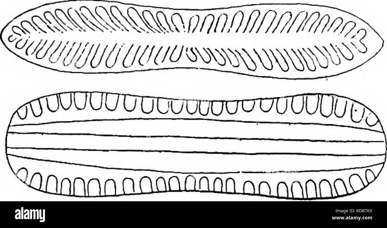 Susswasser Biologie Susswasser Biologie 46 45 Anzeigen Gurtel Ohne Welle Uke Margen Surirella Turpin Jx