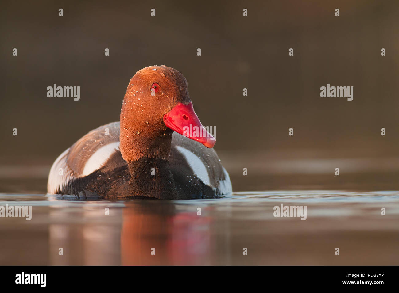 Kolbenente, netta rufna, im Abendlicht. Stockfoto