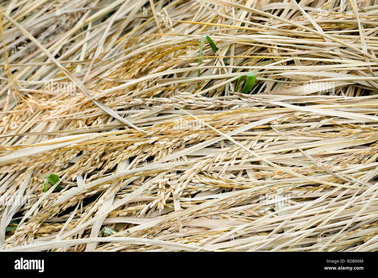 Grünes Ohr von Reis bei Rohreis Feld Stockfoto