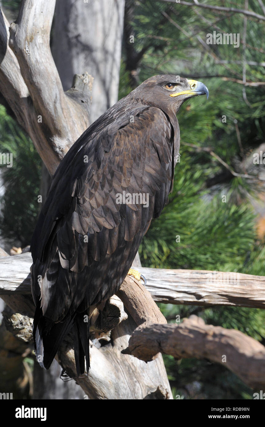 Steppe Eagle, Steppenadler, Aigle des Steppes, Aquila nipalensis, pusztai sas Stockfoto