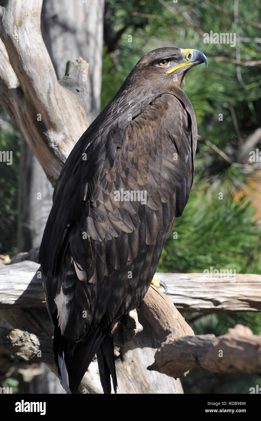 Steppe Eagle, Steppenadler, Aigle des Steppes, Aquila nipalensis, pusztai sas Stockfoto