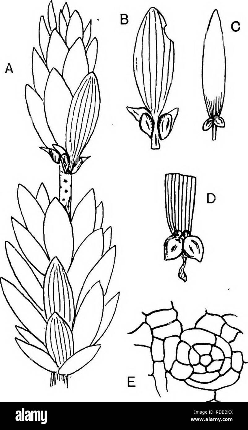 . Fossile Pflanzen: für Studenten der Botanik und Geologie. Paläobotanik. 460 GENEEA INCERTAE SEDIS [CH.Felsen in Tonkin^ wo Podozamites tritt auch auf. Heer^ in seiner Darstellung der Eindrücke von Podozamites von Spitzbergen stellte einen Samen in enger Verbindung mit dem, was er glaubte, dass ein Blatt carpellary Uke sein eines Cycad und schlug vor, eine Verbindung zwischen den Samen und Podozamites: diese angebliche Verbindung hat jedoch wenig, Sie zu unterstützen.. Abb. 812. A, B, Cycadocarpidium Erdmanni. Eine Wiederherstellung der fruchtbaren schießen. B, Single sporophyll mit Samen. C, D, Cycadocarpidium Swabii. (Nach Nathorst.) E Stockfoto