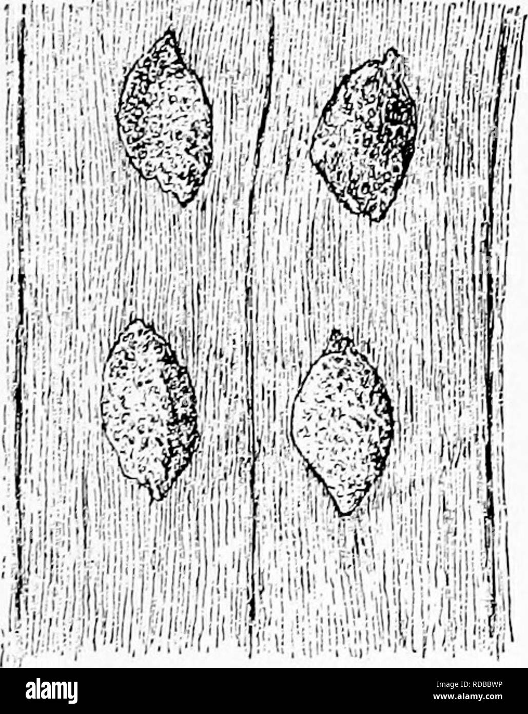 . Fossile Pflanzen: für Studenten der Botanik und Geologie. Paläobotanik. XVI.] SIGILLARIA 205 in Frankreich, die parichnos Narben eine Länge von 3 cm erreichen. Wie im Fragment eines gerippten Sigillaria im Bild gesehen. 198, den großen parichnos Bereiche weisen eine unterschiedliche Oberfläche Lochfraß im Gegensatz feine Längs- Rasterung der Rippe zu tlje; der Unterschied in der Oberfläche - Erscheinungsbild durch die Art des Gewebes, die in der parichnos besteht aus ziemlich großen parenchy - matous Elemente mit Gruppen von sekretorischen Zellen^ und in den exponierten Cortex von länglichen Elemente ist. Die vertikale Linie in der Mitte des w Stockfoto