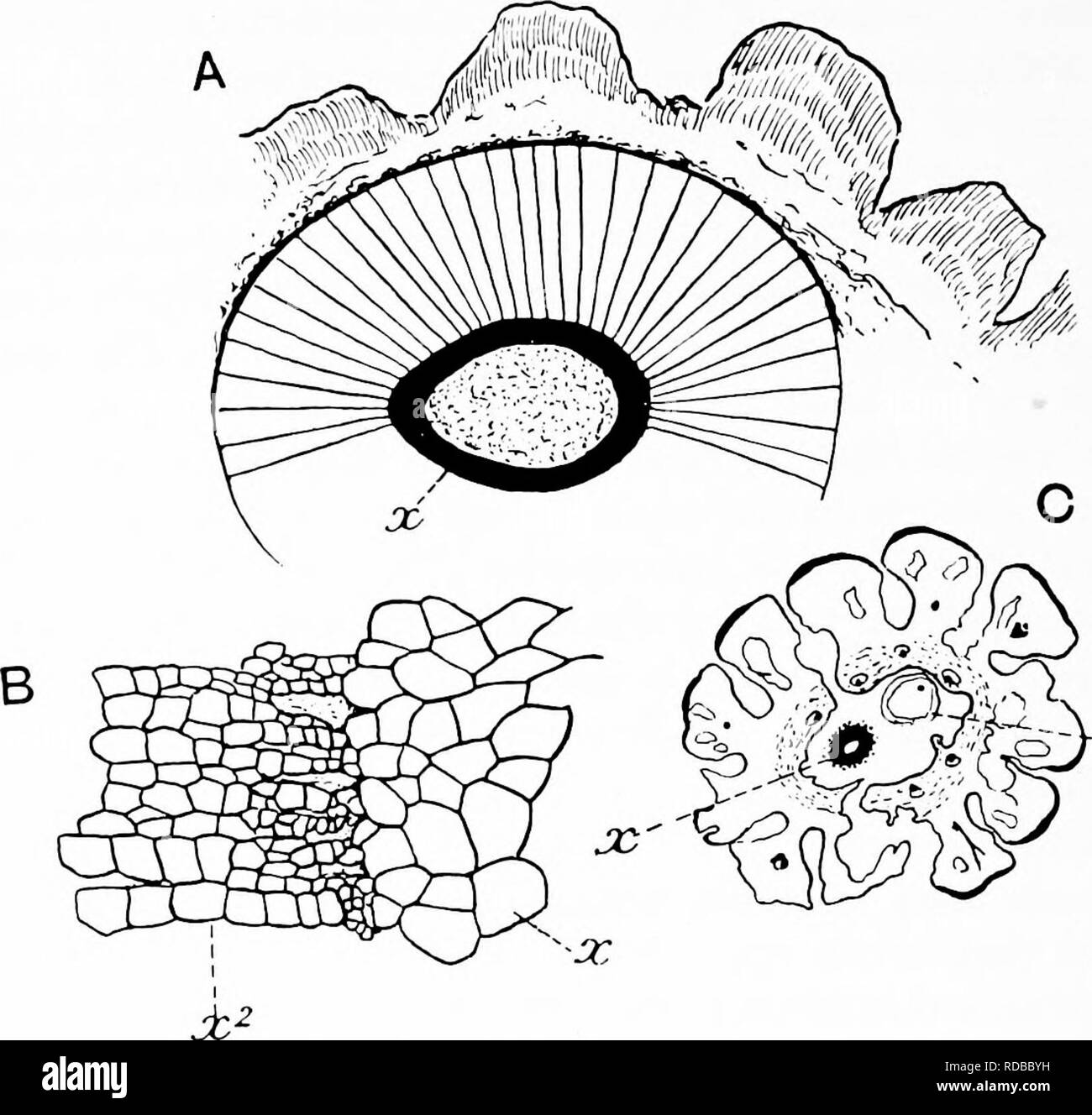 . Fossile Pflanzen: für Studenten der Botanik und Geologie. Paläobotanik. 176 LYCOPODIALES [CH.Megaspores treten in der unteren Sporangien, der megaspores, mit einem mittleren Durchmesser von 0' 8 mm. "Schon 40-mal die Größe der mikrosporen^" durch tubuläre capitate Hautanhangsgebilde geprägt sind, und durch eine auffällige 3-flügeligen Projektion (Abb. 191, E) ^ Die, wie Scott schlägt vor, den äußeren Spore-Wand, die als Ergebnis der Keimung gespalten hat, darstellen kann. Es ist nicht im - wahrscheinlich, wie in der Abb. gezeigt. 191, I, dass dieses Gap vorhanden war. Fio. 186. A, B. Lepidodendron Veltheimianum. (Botanik School, Cambridge. Stockfoto