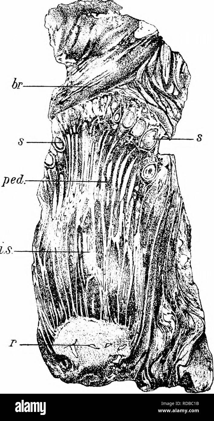 . Studien in fossilen Botanik. Paläobotanik. 563 STUDIEN IN FOSSILEN BOTANIK sterile Anhängsel, die die interseminal Skalen aufgerufen werden. An der Peripherie der Obst, in seinem unteren Teil, die sterile Organe sind zahlreicher. FlG. 202.- Bcnncttitcs GibsGnicinus. Längsschnitt der Fruchtbildung. ;- Recep - tacle; hi Hüllblätter, die Einhausung der Früchte; s, Samen, die auf dem Gipfel eines langen blütenstiels getragen, ficd. ; Ich, interseminal Skalen. X über 2, von LinneaH Soc. Trans. Nach Carruthers. Als die Stiele, und rund um die Basis der recep - tacle der ehemaligen vorhanden sind allein (Abb. Stockfoto