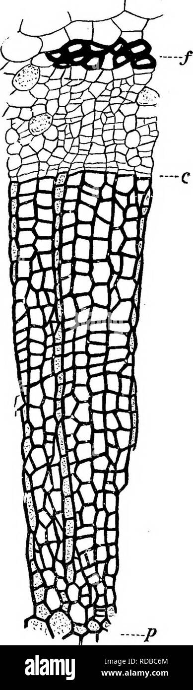 . Fossile Pflanzen: für Studenten der Botanik und Geologie. Paläobotanik. 162 CONIFEBALES (jüngsten) [CH. Fehlerquellen in der detertnincUion fossiler Nadelbäume. Die Bestimmung der fossilen Koniferen ist eine der schwierigsten Aufgaben des paleobotanist. Es ist vergleichsweise selten, gut erhaltene Kegel sind in organischer Verbindung mit den Zweigen, die Bohrung und die Kegel selten weisen jene Merkmale, die sich auf die besten Guides an Affinität gefunden. Übermäßiges Vertrauen in oberflächliche Ähnlichkeit hat häufig an die em-led-ployment von generischen Namen vorschlagen Beziehungen, werden gründlich mis-l Stockfoto