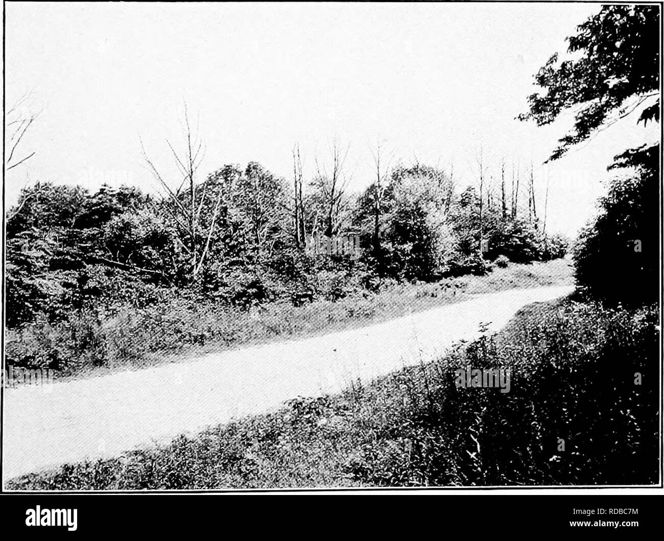 . Chestnut blight. Kastanienrindenkrebses; Kastanien. Abb. 1. - die vollständige Zerstörung der Kastanienbäume in gemischten stehen. FiQ. 2.-Kastanien getötet durch die Rinde Krankheit. [Hinweis gesunden Zustand der Bäume von anderen Arten.]. Bitte beachten Sie, dass diese Bilder sind von der gescannten Seite Bilder, die digital für die Lesbarkeit verbessert haben mögen - Färbung und Aussehen dieser Abbildungen können nicht perfekt dem Original ähneln. extrahiert. 1906-1960 Stockfoto