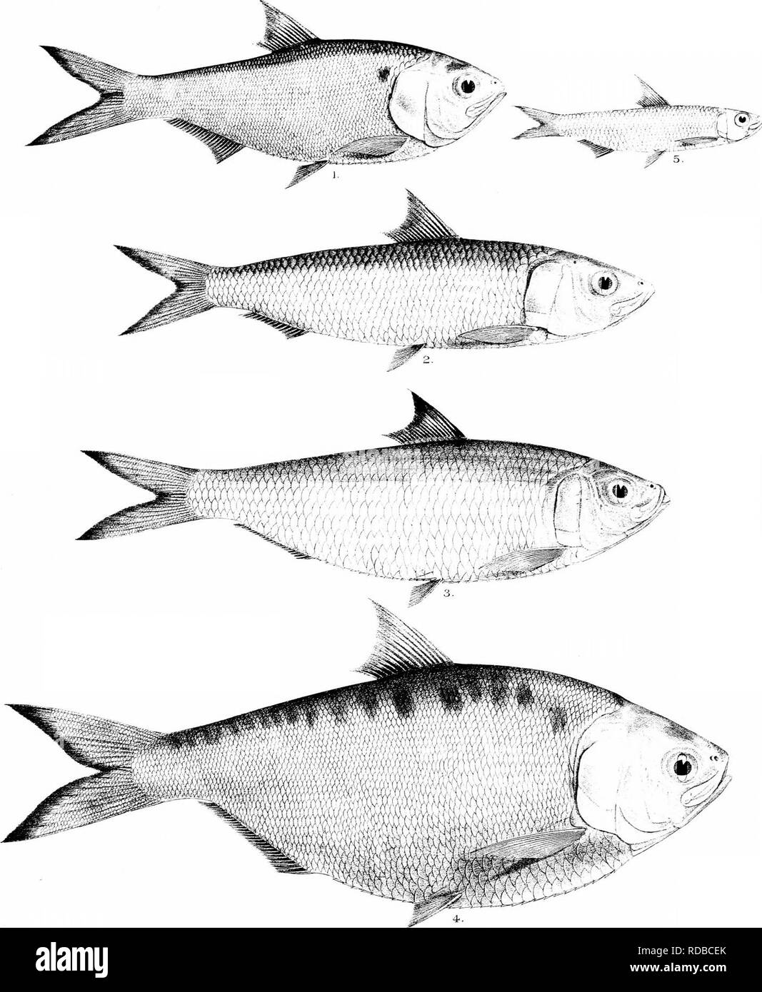 . Die Fische von Indien; eine Naturgeschichte der Fische bekannt, die Meere und Binnengewässer von Indien, Birma zu bewohnen, und Ceylon. Fische. Tage Fisbies der Iridia.. CAAilles del et lilh. Mmijerr. Bi L CLUPEA CHAPRA. 2. C. LONGICEPS. 3. C FIMERIATA. +. C. VARIEGATA. 5. IALABARICUS SPRATELLOIDES I.. Ce-JTTip.. Bitte beachten Sie, dass diese Bilder sind von der gescannten Seite Bilder, die digital für die Lesbarkeit verbessert haben mögen - Färbung und Aussehen dieser Abbildungen können nicht perfekt dem Original ähneln. extrahiert. Tag, Francis, 1829-1889. London, B. Quaritch Stockfoto