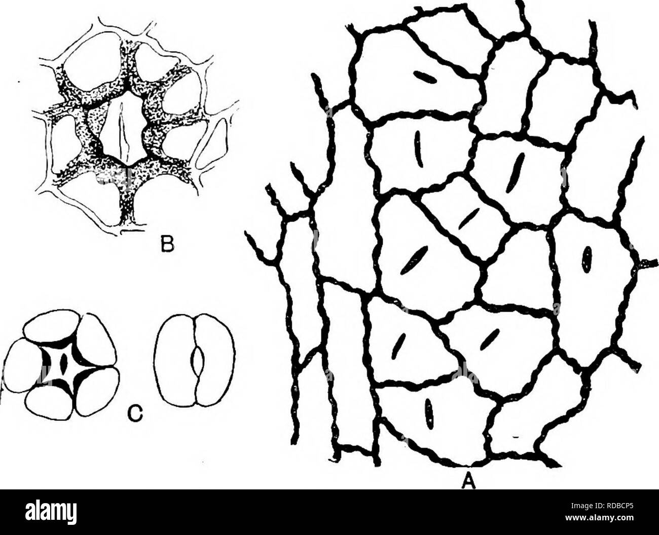 . Fossile Pflanzen: für Studenten der Botanik und Geologie. Paläobotanik. 18 GINKGOALES [CH.Venen Verbreitung von der Basis der Lamina, die Venen in der Mitte des Blattes wird in der Regel etwa 0-8 - 1 mm auseinander. Die stomata sind praktisch auf die untere Fläche der Lamina beschränkt. Die Zellen der Epidermis sind polygonale und die Wände leicht geschwungene wie in der jüngsten Arten, und über die Venen die Zellen länger und schmaler (Abb. 636, A). Viele der größeren epidermalen Zellen haben eine cuticular Kante in der Mitte der Außenwand, in der Abbildung mit einem schwarzen Strich dargestellt. Die stomata Stimme eng mit Stockfoto