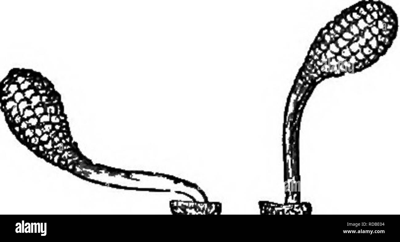 . Die verschiedenen Vorrichtungen, durch die Orchideen durch Insekten befruchtet werden. Düngung von Pflanzen und Orchideen. 50 OPHEEjE. CuAr. Ii präsentiert eine wonJerful Kontrast in jeder Blume, eine Kapsel. Ophrys aranifera, oder die Spinne Ophrys.- Ich bin in-debted von Herrn Oxenden für einige Spitzen dieses seltene Bild. 6. Arten. Während die poUinia in ihren Zellen eingeschlossen bleiben, der untere Teil der cau - dicle Projekte in einer geraden Linie von der zähflüssig Disc, und hat daher einen sehr unterschiedlichen^'" Ein ^ Formular aus dem entsprechenden Ophiys aranifera. Ein Teil der caudicle 0. nius-A. PoUiniiim vor Th Stockfoto