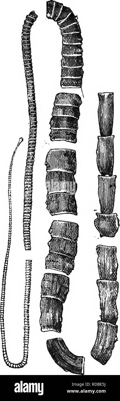 . Landwirtschaftliche Zoologie. Zoologie. 232 Zoologie. unterschieden werden können und eine sehr große Anzahl von Verbindungen, von denen die ersten sehr klein und kurz sind, während diejenigen, die Folgen größer und größer je weiter Sie sind vom Kopf. Der bandwurm auf den ersten besteht nur aus einem Kopf, der mit dem Futter der Darm hält durch Saugnäpfe oder ähnlichen Strukturen. Der Kopf streckt nun so genannte "Hals." Und ein Kreuz-Wall ist schnell entwickelt ein wenig vor den Hind Ende dieser Ausschnitt. Von dieser Divi-sion ist der erste gemeinsame, die Tho gebildet Stockfoto