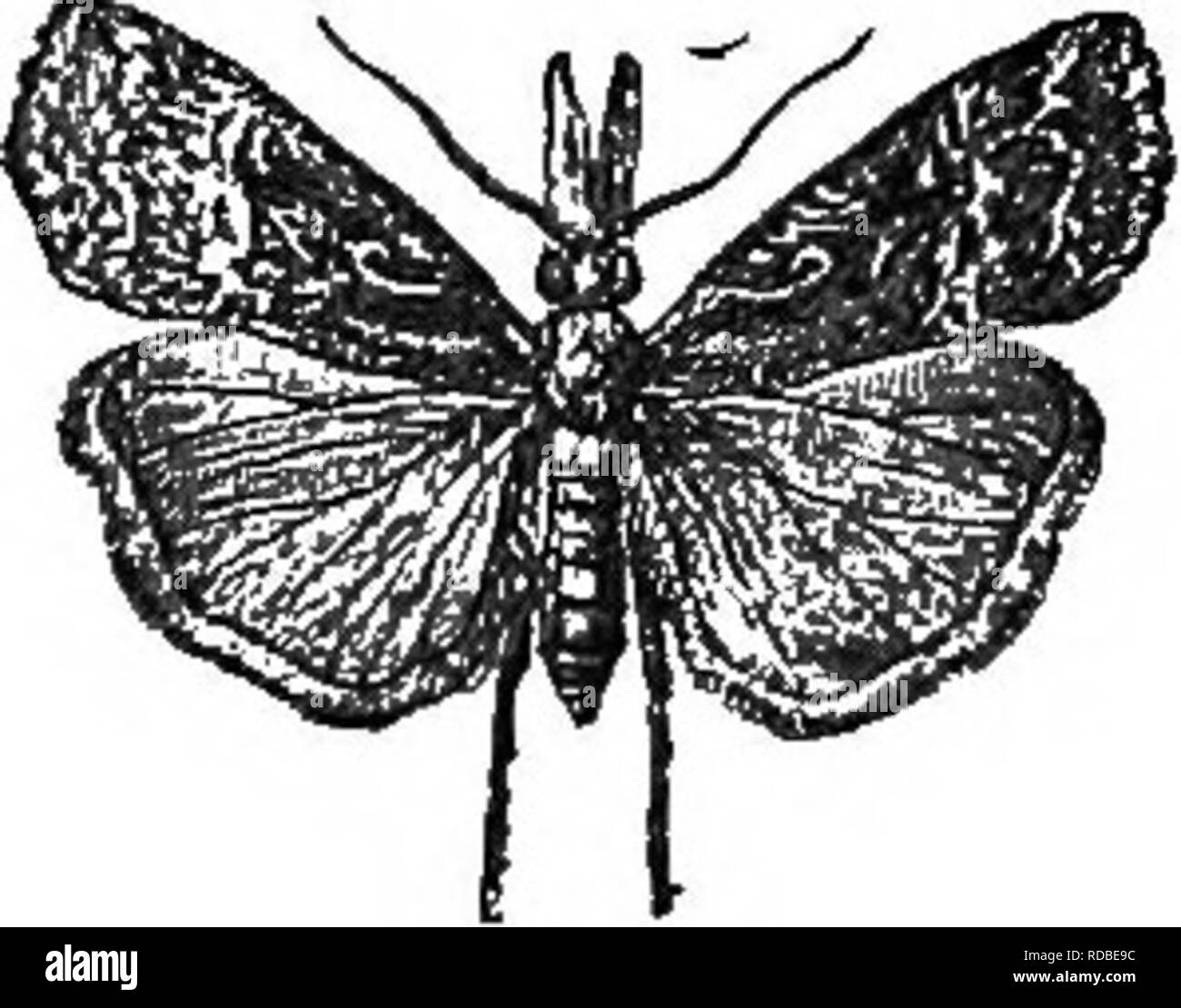 . Landwirtschaftliche Zoologie. Zoologie. Insekten. 153 Flügel gestreckt, weißlich grau, mit einem A-förmigen Flecken auf den Vorderflügeln. Caterpillar: Eher mehr als f eines Zoll lang; Grün, gestreift mit braunen, 16-legged, mit einem braunen Kopf und verjüngt sich an beiden Enden. Gewohnheiten: Die Raupe lebt im Juni im Roggen haulms, aushöhlen. Als Folge dieser, die Ohren bleiben zwischen die Blätter und das Blatt-Hüllen versteckt, und es passiert oft, dass nur die Spitzen der Grannen extern angezeigt werden. Keine Körner gebildet; die Ohren zuerst weiß und trocken, und dann fallen. Der Hop Schnauze Motte (Hypena rostralis). Stockfoto