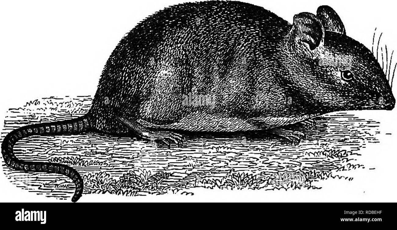 Landwirtschaftliche Zoologie Zoologie 40 Zoologie Neben Diesen