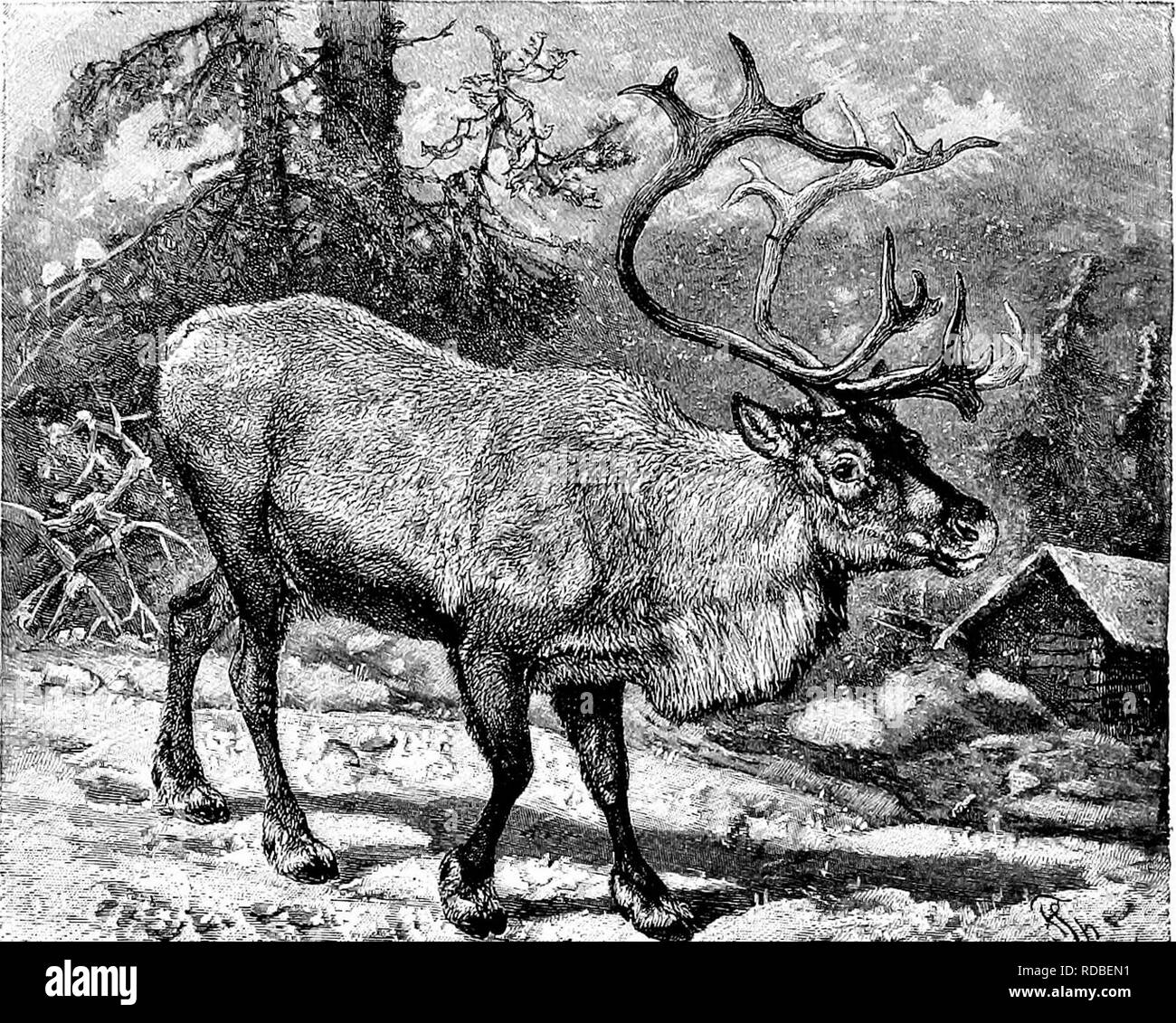 . Vom Nordpol zum Äquator: Studien des wilden Lebens und Szenen in vielen Ländern. Das Verhalten der Tiere; Vögel; Tundren; Ethnologie; Vögel. 76 vom Nordpol zum Äquator. Im Wasser ertranken, oder sind am Fuß der Klippen gebrochen; das verbleibende Geschwindigkeit auf; andere Hunderte und Tausende Opfer fallen, um der Gier der Arktis und rote Füchse, Wölfe und Schlemmer, rauh-legged Bussarde und Raben, Eulen und Raubmöwen, die ihnen gefolgt sind; die überlebenden zahlen keine Beachtung schenken. Wo diese, wie sie enden, keiner kann sagen, aber sicher ist es, dass die Tundra hinter Ihnen ist als ob. ^?^^ t3^ Kg. 8.- Das Rentier (rorandus rangif Stockfoto