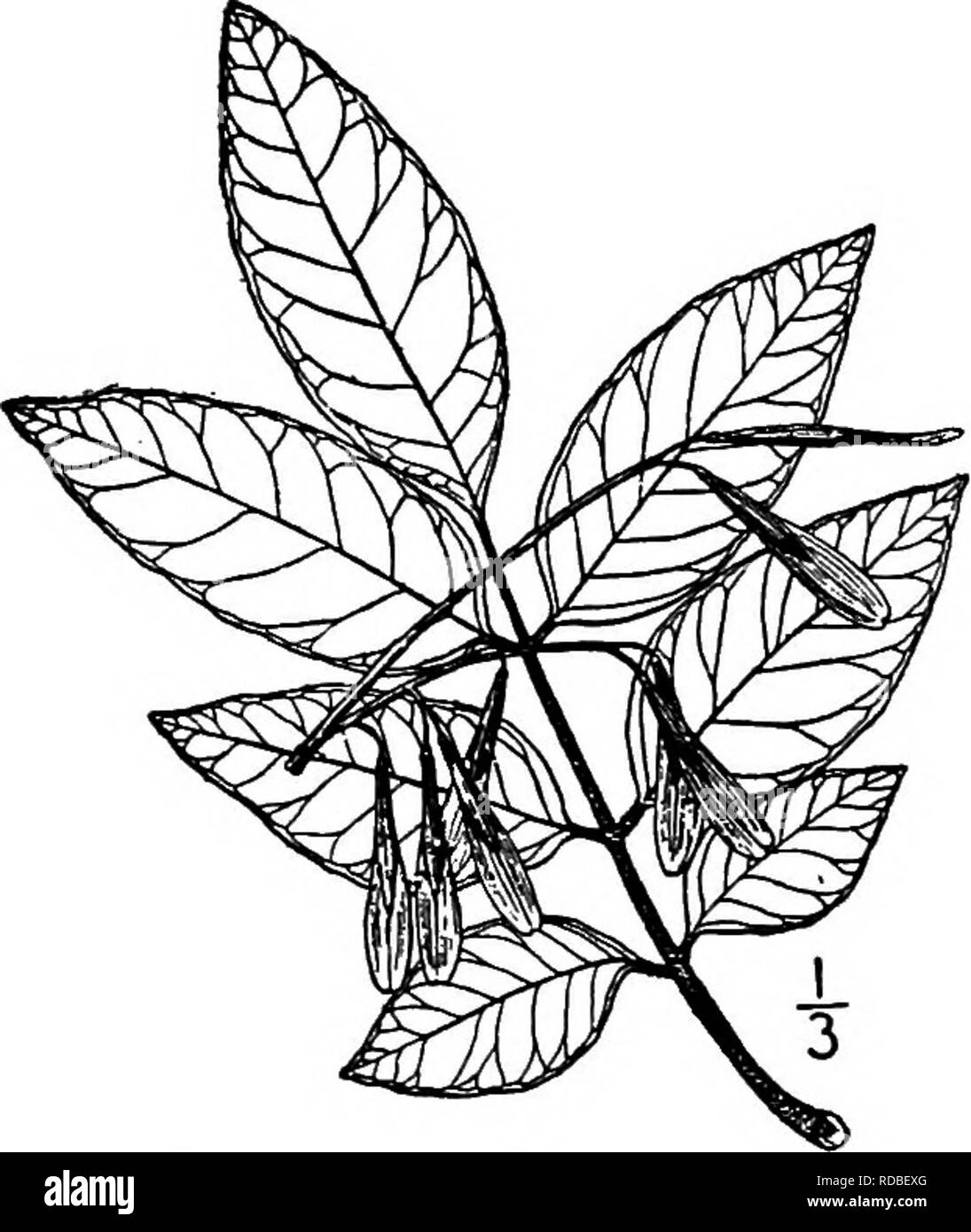 . North American Bäume: Beschreibungen und Abbildungen der Bäume unabhängig von Anbau in Nordamerika wächst, nördlich von Mexiko und der Karibik. Bäume. 8 o 4 Die Asche 12. MICHAUX DIE ASCHE - FraxmnsMichaiudi Britton Michaux die Asche ist bekannt sehr nassen Boden aus dem Süden von New York nach North Carolina zu bewohnen, und hat wahrscheinlich eine viel breitere Palette, aber es hat so viel mit anderen Arten, wie viel weitere Untersuchungen notwendig, ihre geographische Verbreitung genau bestimmen zu können benötigen verwirrt worden. Es enthält eine Höhe von mindestens 13 Metern und einem stammdurchmesser von 3 DM oder mehr. Stockfoto