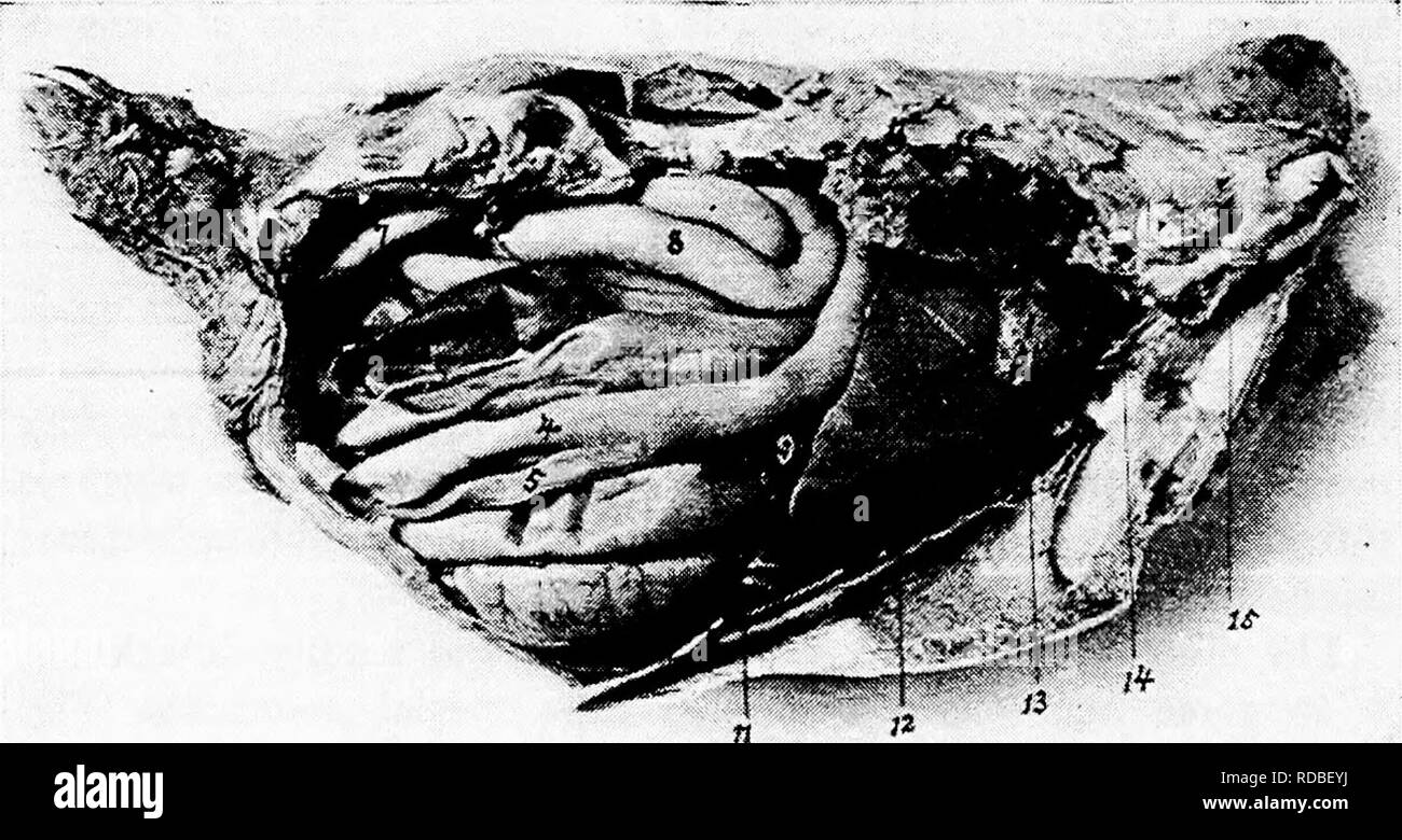 . Die Anatomie der Haushühner. Heimische Tiere; Veterinärmedizin; Geflügel. Abb. 33. - Ansicht der Eingeweide von der linken Seite eine Henne. Ich. Die Basis des Herzens. 2, proventriculus. 3, Eeft lobe der Leber. 4, Muskelmagen, s. Ende der duo-Denal loop. 6, Bauchspeicheldrüse. 7, freie Teil des Dünndarms. 8, Lunge. 9, Membran.. Abb. 34.- Ansicht der Eingeweide von der rechten Seite eine Henne. 1, Basis des Herzens. 2, Lunge. 3, rechte Vorsprung der Leber. 4, duodenalschleife. 5, Bauchspeicheldrüse. 6, Gaecum. 7, Dickdarm oder Mastdarm. 8, freien Teil der schwimmenden Dünndarm. 9, Gallenblase. 10, Rechts kidne Stockfoto