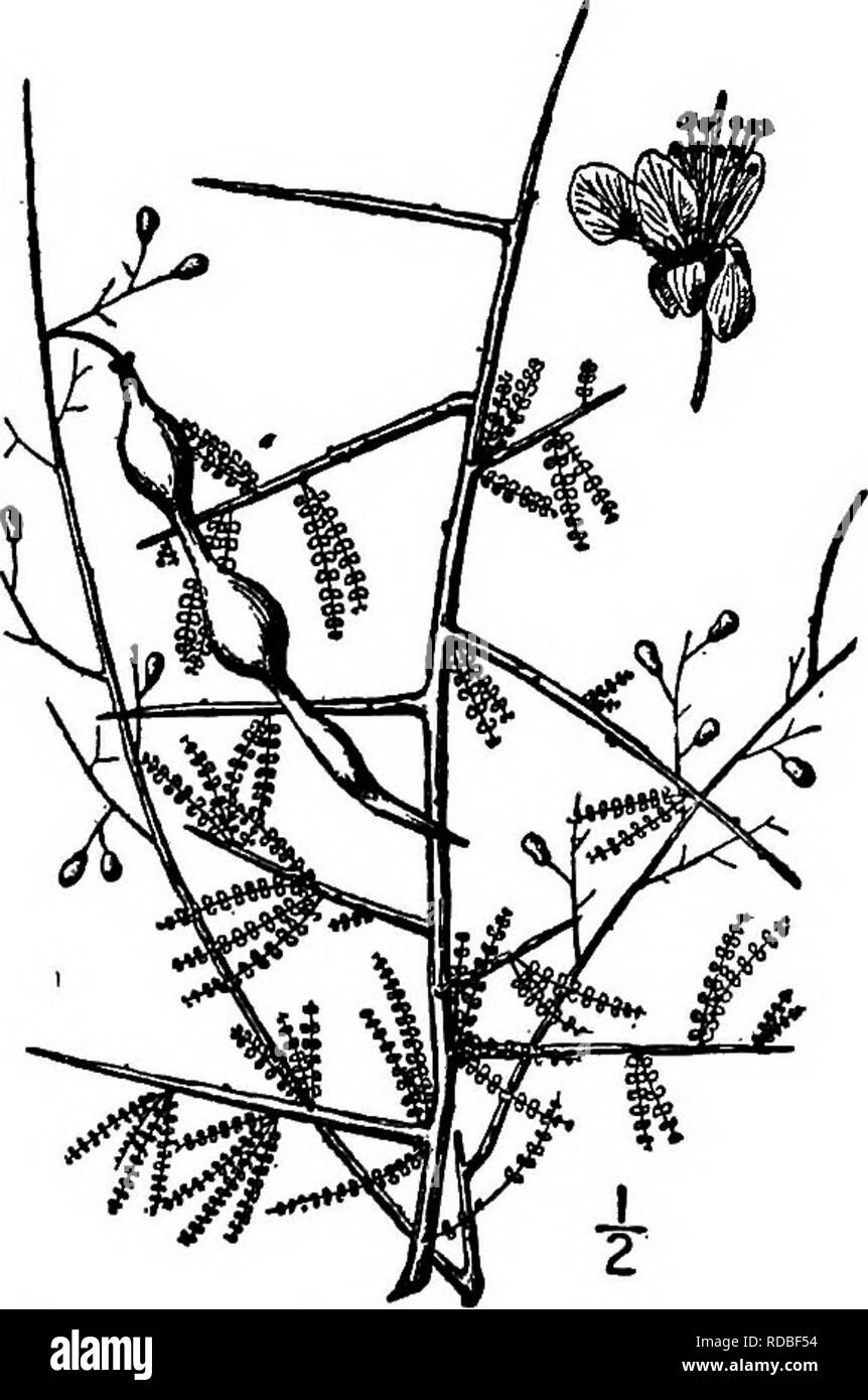 . North American Bäume: Beschreibungen und Abbildungen der Bäume unabhängig von Anbau in Nordamerika wächst, nördlich von Mexiko und der Karibik. Bäume. 2. Kleine LEAVED HORSEBEAN - parkinsonia microphyUa Torrey ein kleines, weit verzweigte stacheligen Baum oder Strauch von eher selten in den Wüsten des südlichen Arizona, Südkalifornien, so Nora, und unteren Kalifornien, manchmal erreichen - ing die Höhe von 7,5 Meter, bei einem Stammdurchmesser von 3 dm. Die Rinde ist bis zu 6 mm dick, in der Regel glatt oder fast so, dunkel gelb. Die Zweige sind Stout und behaart, gelblich-grüne, bald-co Stockfoto