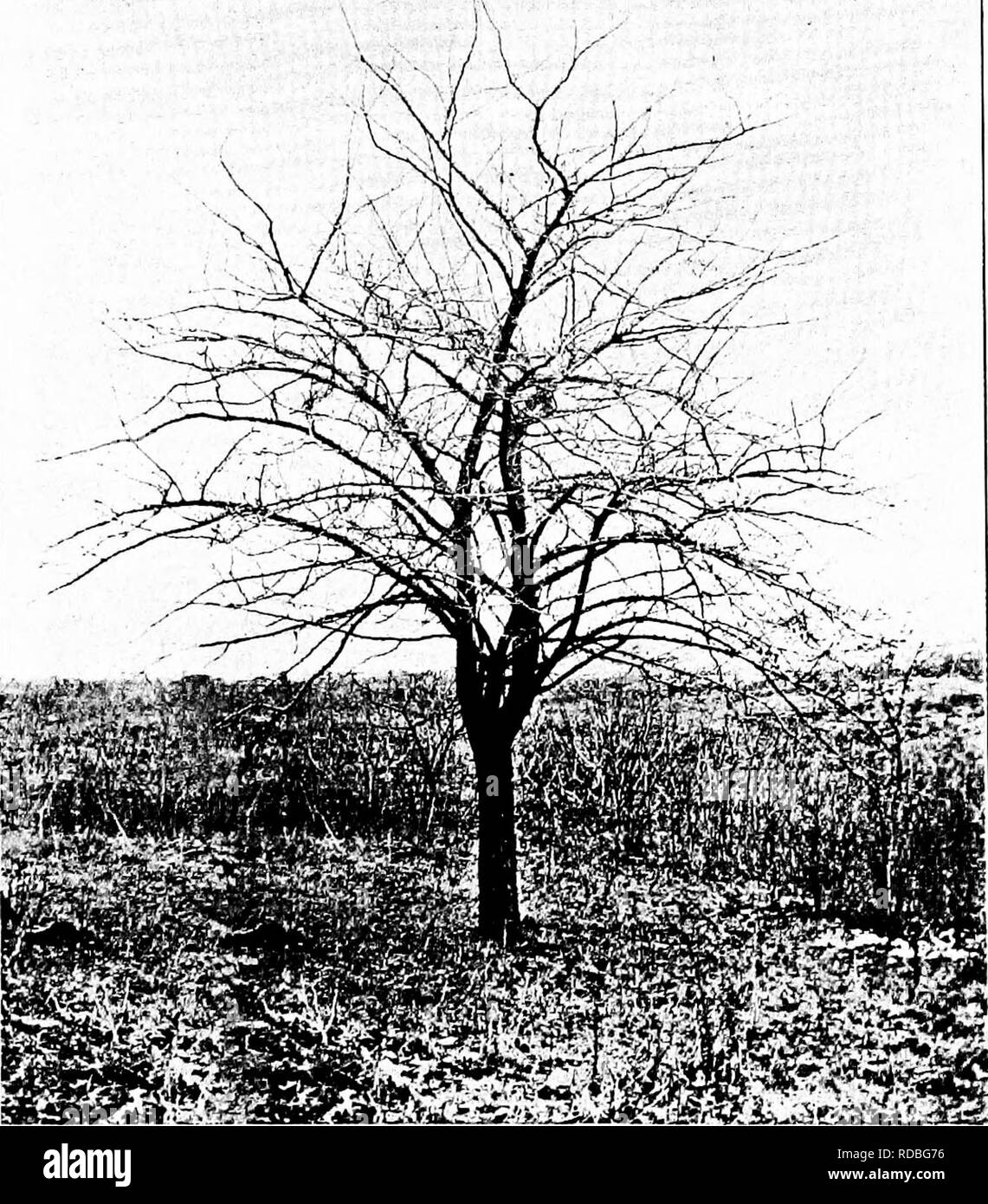 . North American Bäume: Beschreibungen und Abbildungen der Bäume unabhängig von Anbau in Nordamerika wächst, nördlich von Mexiko und der Karibik. Bäume. Narrow-Leaved Crab Apple 431 glatt und Braun kommen, schlank, Sporn - wie Äste; im Winter Blüten sind klein, stumpf und Braun. Die Blätter sind dick und Ledrig, länglich, länglich-Lanzettlichen oder eiförmig, 2 bis 5 cm lang, stark oder unverblümt sagte, an der Basis verengt, Marge Zahnriemen oder ganze, dunkelgrün und glänzend mit beeindruckt Mittelrippe, blasser und fast glatt unter; Blattstiel schlank, in der Regel glatt, 2 Stockfoto