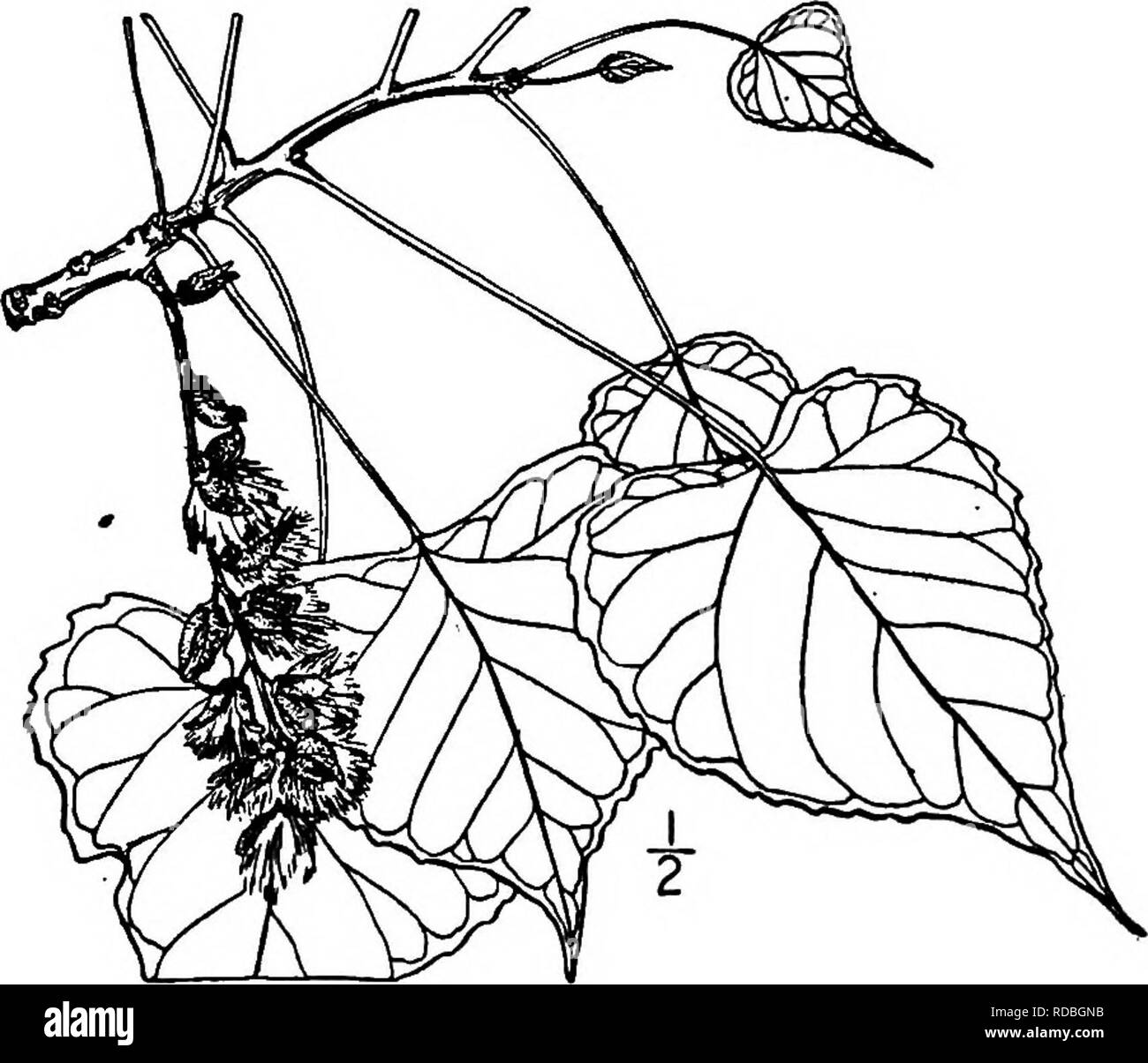 . North American Bäume: Beschreibungen und Abbildungen der Bäume unabhängig von Anbau in Nordamerika wächst, nördlich von Mexiko und der Karibik. Bäume. 178 Die Pappeln die Blätter breit dreieckig, oval, eher fein und grob gezahnten, spitz, manchmal lange-spitz, lo bis 17 cm langen, festen in der Textur, die Basis abschneiden, leicht Herzförmigen oder selten weitgehend Keilförmig; bei sehr jungen Sie sind etwas haarig, aber bald auf beiden Seiten glatt geworden, helles Grün und leuchtend oben, blasser unter; das Blatt - Stiele sind seitlich abgeflacht und etwa so lang wie die Stockfoto