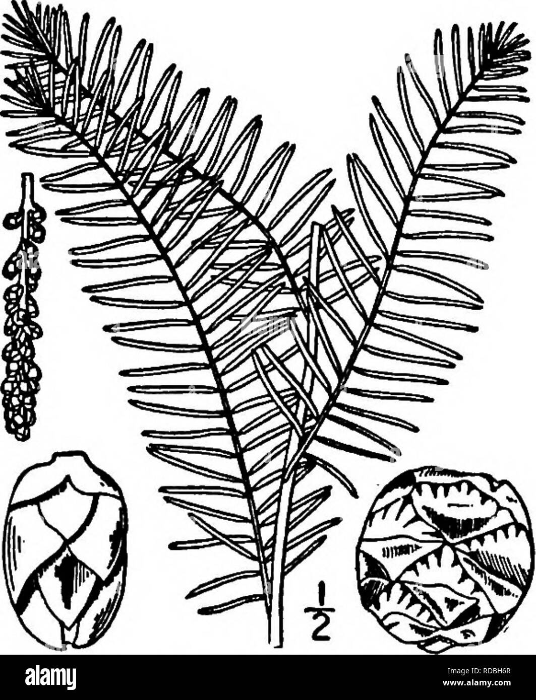 . North American Bäume: Beschreibungen und Abbildungen der Bäume unabhängig von Anbau in Nordamerika wächst, nördlich von Mexiko und der Karibik. Bäume. Teich Cypress 91 und entlang von Flüssen und Bächen. Die maximale Höhe ist etwa 50 Meter, bei einem Stammdurchmesser von 4 m über der Erweiterten, oft Hohl, base. Die Amtsleitung wird gut sichtbar unten und verjüngt sich zur Spitze geriffelt; die Rinde ist ca. 2,5 cm dick, eher glatt und bräunlich rot. Die Zweige sind kurze, eher schmal, weit verbreitet und abgespalten und bilden einen kegelförmigen Baum; die unteren Äste dis-scheinen, von alten Bäumen, oder Som Stockfoto