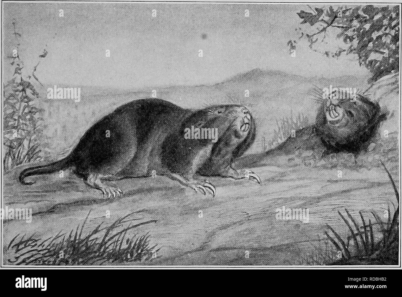 . Die American Natural History; eine Stiftung für nützliches Wissen der höheren Tiere von Nordamerika. Natural History. Eine destruktive Tier 247 unsere Art, das Rote Pocket Gopher, sagt Herr Ver - nicht Bailey," ist für sie eine viel größere wirtschaftliche Bedeutung als alle anderen Arten zusammen, aus dem Grund, daß ihre Heimat in der fruchtbaren prairie Region des Mississippi Valley", em. KED POCKET GOPHER. aussteifung Iowa, - das ist das Zentrum der Verteilung, - Illinois, Missouri, Wisconsin, Minnesota, und die östlichen Teile der Dakotas, Nebraska und Kansas. Seine Länge ist etwa'^K + 3 Zoll Stockfoto