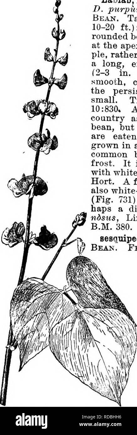 . Cyclopedia der amerikanischen Gartenbau, bestehend aus Anregungen für den Anbau von Gartenpflanzen, Beschreibungen der Arten von Obst, Gemüse, Blumen und Zierpflanzen in den Vereinigten Staaten und in Kanada verkauft, zusammen mit geographischen und Biographische Skizzen. Im Garten arbeiten. DODECATHEON 3-51 n. Lang: Fls. oft wenig in der Dolde, manchmal viele, halb so groß wie die von D. Meadia, normalerweise Deep Purple: Filamente lange, United in einem schlanken Tuba; Spalte von stumpfen Antheren relativ kurz. Ausschließlich der Rooky Bergregion und subalpine. alplnum, Greene. Kleiner als der letzte, Bu Stockfoto