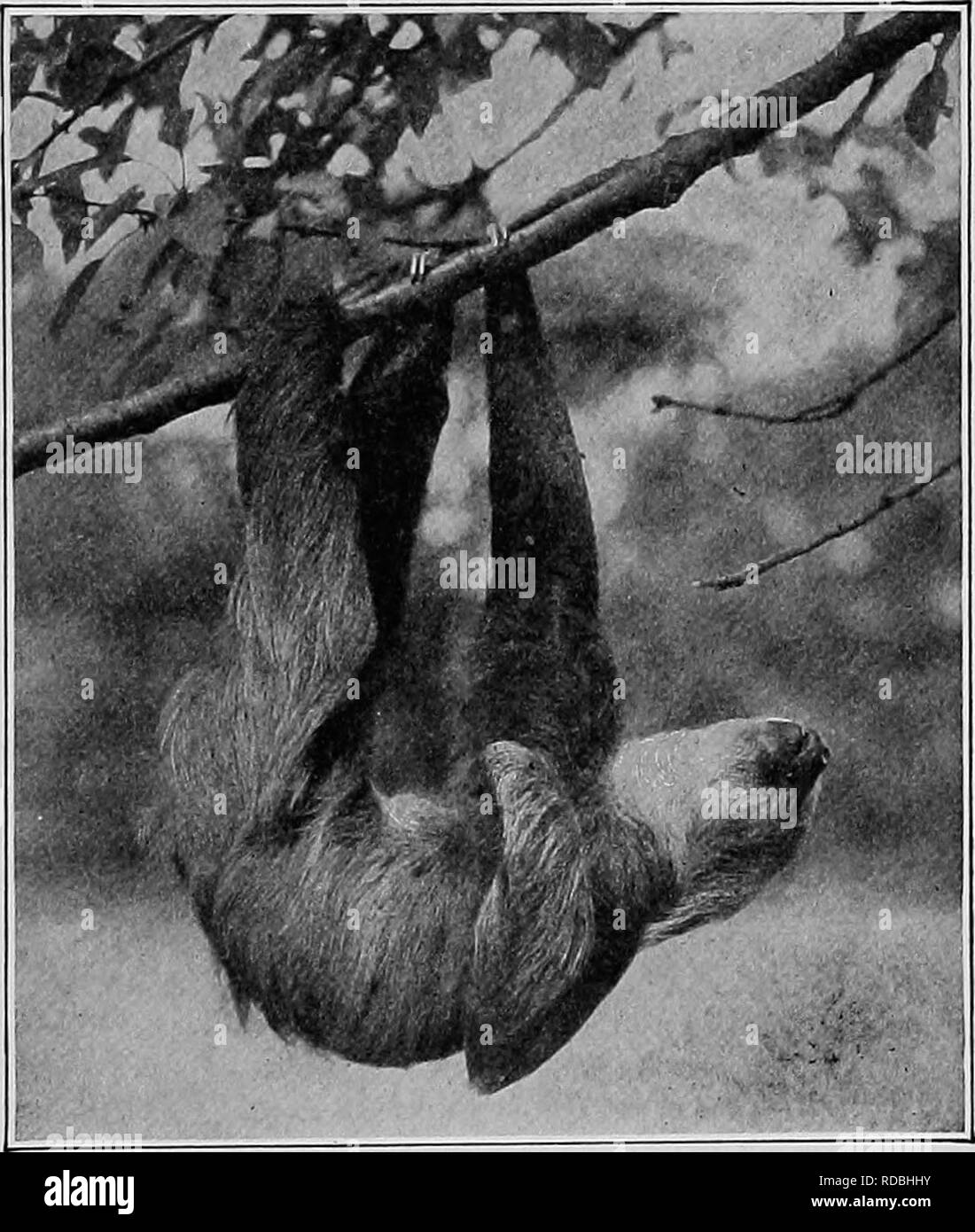 . Die American Natural History; eine Stiftung für nützliches Wissen der höheren Tiere von Nordamerika. Natural History. Erfahrungen mit FAULTIERE 177 15 Meilen und zurück gepaddelt. Wir haben die Küste gefolgt, kommen und gehen, und sicherte sich acht Exemplare der Drei-Toed Sloth,^ Die mit einem braunen Sattel - Markierung von kurzen Haaren in der Mitte der Rückseite. Wir fanden Sie in den Wipfeln der Bäume am Rande des Wassers, spread-Eagled auf der äußeren Filialen, oder den Kopf hängen. Sanborn, Foto., N.Y., Tierpark. Zwei-TOED SLOTH. unten, aber immer Essen lässt. Sie wussten nicht, was es war Tak zu" Stockfoto
