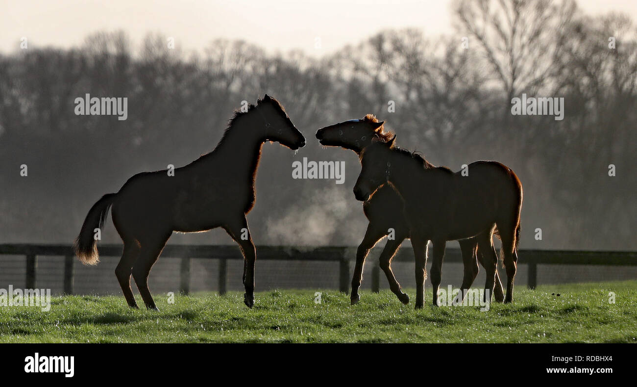 Pferde in gute Laune während einem frostigen Morgen im Kilcullen in Co. Kildare, da Temperaturen unter dem Gefrierpunkt in den verschiedenen Teilen des Vereinigten Königreichs und Irland getaucht. Stockfoto