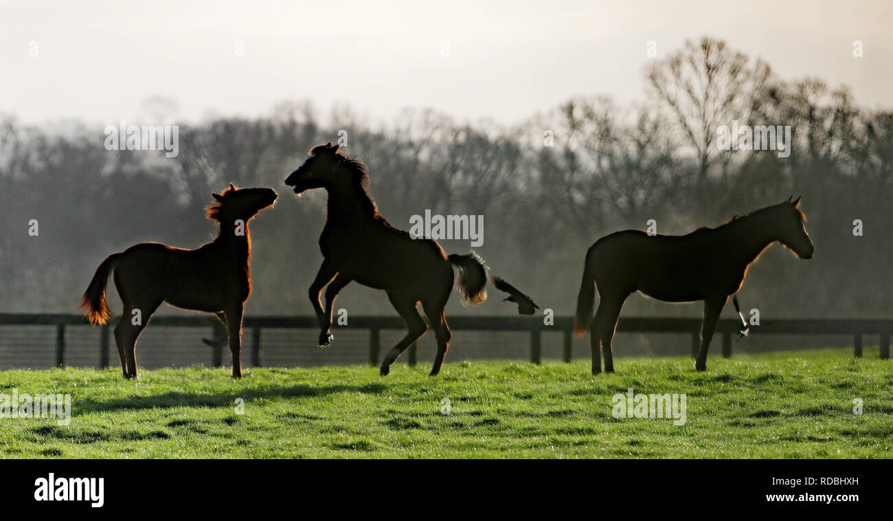 Pferde in gute Laune während einem frostigen Morgen im Kilcullen in Co. Kildare, da Temperaturen unter dem Gefrierpunkt in den verschiedenen Teilen des Vereinigten Königreichs und Irland getaucht. Stockfoto