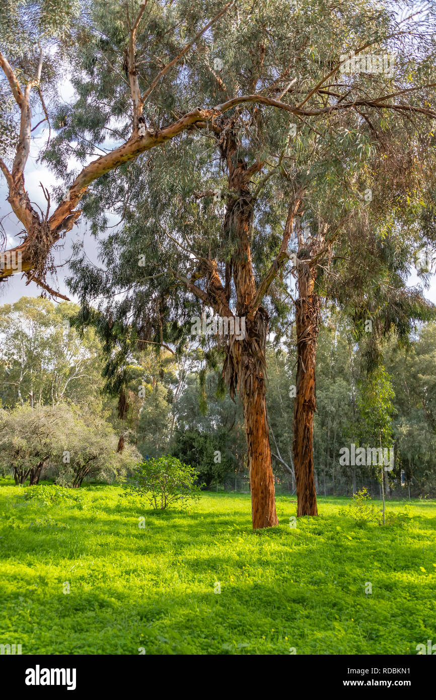 Eukalyptusbäumen in einem botanischen Garten auf einem sonnigen grünen Rasen. Landschaft Stockfoto