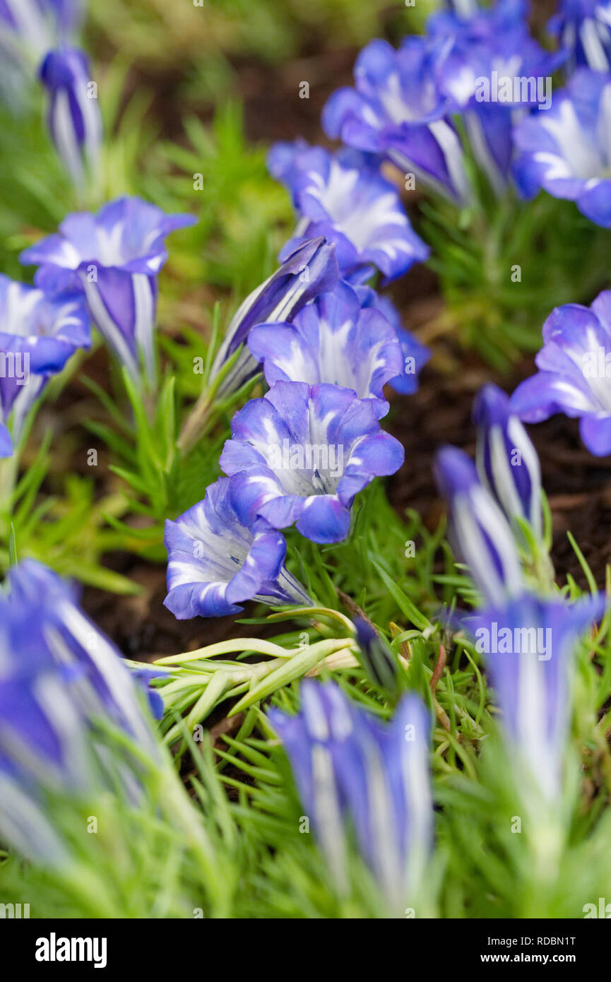 Gentiana 'Eugens Bester 'Blumen Stockfoto