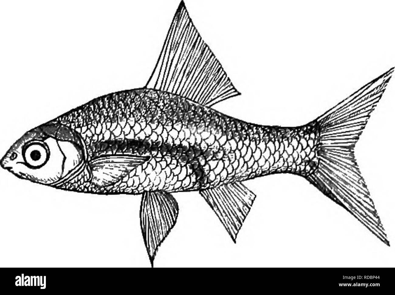 . Die Fische von Indien; eine Naturgeschichte der Fische bekannt, die Meere und Binnengewässer von Indien, Birma zu bewohnen, und Ceylon. Fische. Familie, V-CTPRINIDiE. 579 Sabitat. - südliche Ceylon. Das Beispiel dargestellt (Life-size) wird aus einem Muster in das British Museum. 59. Barbus guganio. Cypriwus gugcmio, Schinken. Buch. Fische, Ganges, S. 338, 339, 392. Leuds&lt; Ms gugcmio, Cuv. und Val. XVI, S. 445; Bleeker, Beng. S. 68. Crugcmi, Beng. B.III, D.10 (1), S. 12, V. 9, A.7.. Ctprinus Gtjganio {E. B. MS. figwre.) "Kopf oval, klein, stumpf und punktiert. Mund klein. Die Kiefer ragen in der Öffnung, t Stockfoto
