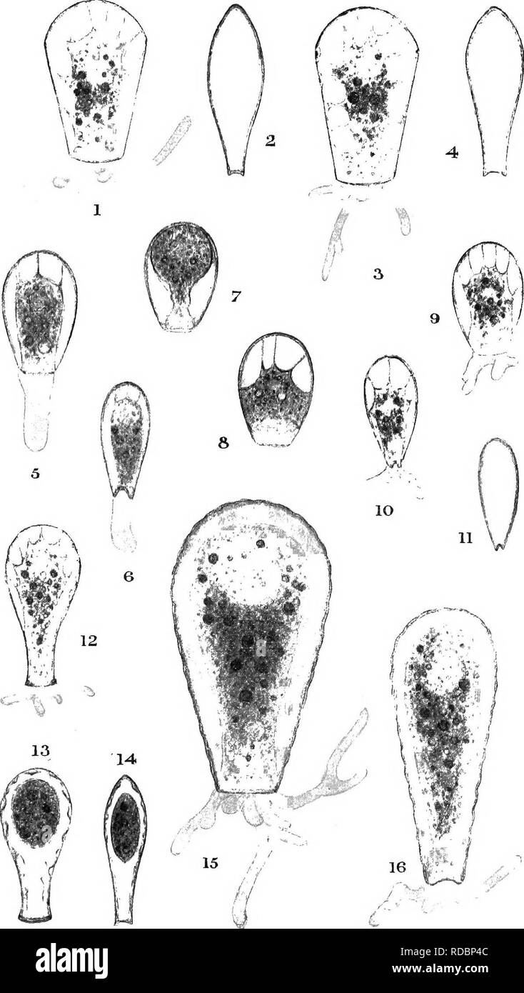 . Die britische Süßwasser und Rhizopoda Heliozoa. ; Rhizopoda Heliozoa; Süßwasser Tiere. Platte XXIV.. : Nia... Bitte beachten Sie, dass diese Bilder sind von der gescannten Seite Bilder, die digital für die Lesbarkeit verbessert haben mögen - Färbung und Aussehen dieser Abbildungen können nicht perfekt dem Original ähneln. extrahiert. Cash, James, 1839-1909; Hopkinson, John, 1844-1919. gemeinsame Thema; Wailes, George Herbert, 1862. London, Gedruckt für den Ray Scociety Stockfoto