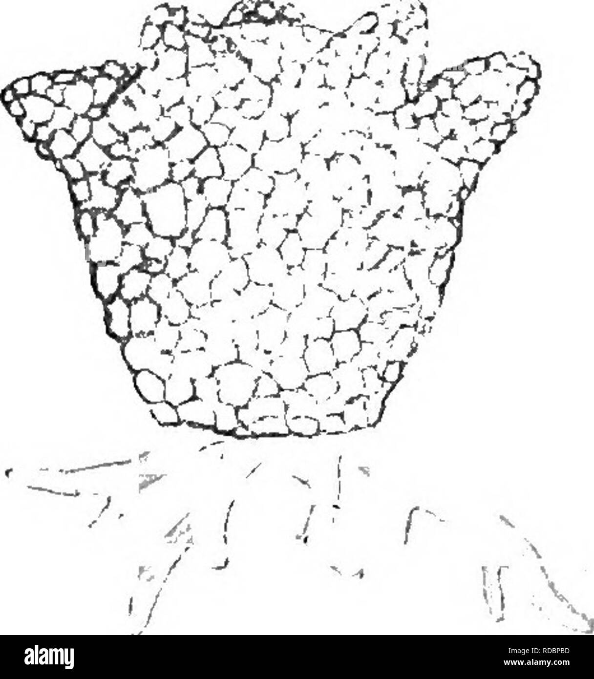 . Die britische Süßwasser und Rhizopoda Heliozoa. ; Rhizopoda Heliozoa; Süßwasser Tiere. DIFFLUGIA CORONA. 51 ScHOUTEDEN in Aiiii. Biol. Lacusti-E, I, 3 (1906), S. 344, 348, w. 21; ZscHOKKE in Arch. Hydrobiol. II, 1 (1906), S. 3; Lemmermann in Arch. Hydrobiol. II, 4 (1907), S. 537; Skoeikov in Bull. Acad. Sci. St. Petersb. (6) I (1907), S. 124, 125, etc.; Hoogeneaad in Tydschr. Nederl. Dierk. Ver. (2) X 4 (1908), S. 407; Landacbe in Pr. Davonport Acad. Sci. IV, 10 (1908), S. 428. Corona cornida Vejdovsky in Sitzber. b6 hm. Ges. Wiss. 1880 (1881), S. 137. Diffliogia acuminata var. furcata D Stockfoto