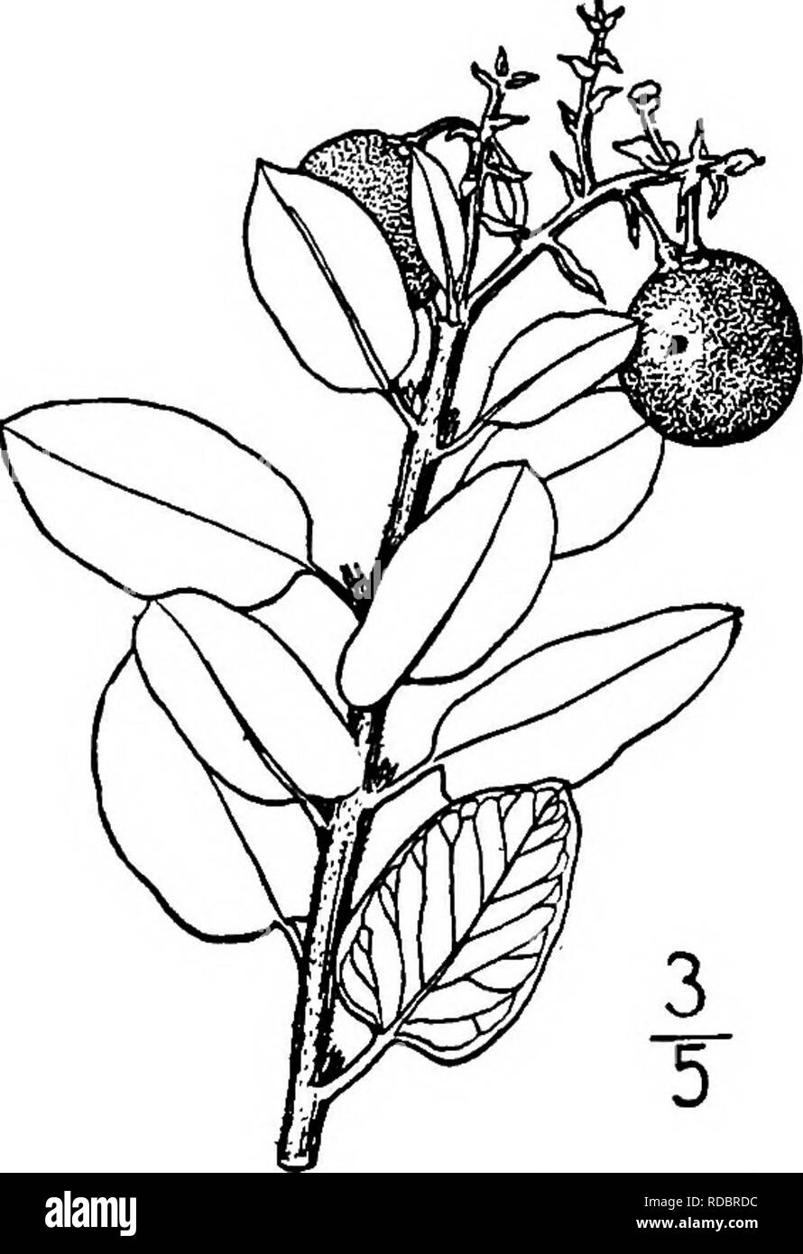 . North American Bäume: Beschreibungen und Abbildungen der Bäume unabhängig von Anbau in Nordamerika wächst, nördlich von Mexiko und der Karibik. Bäume. Großfrüchtige Manzanita7 (&gt; 3 Bald wird rot. Die Zweige sind minutiös behaart, ASHY-Grau, Rotbraun. Die Blätter sind eiförmig bis eiförmig-länglich, stumpf oder spitz, abgerundet, oder manchmal Spitz an der Basis, ganze auf die Marge; Sie sind steif und ledrig normalerweise nach oben durch eine Drehung der stout Blattstiel, 6 bis 18 mm. lang, Dullish grün und glatt auf beiden Seiten. Die Blüten erscheinen von November bis Stockfoto