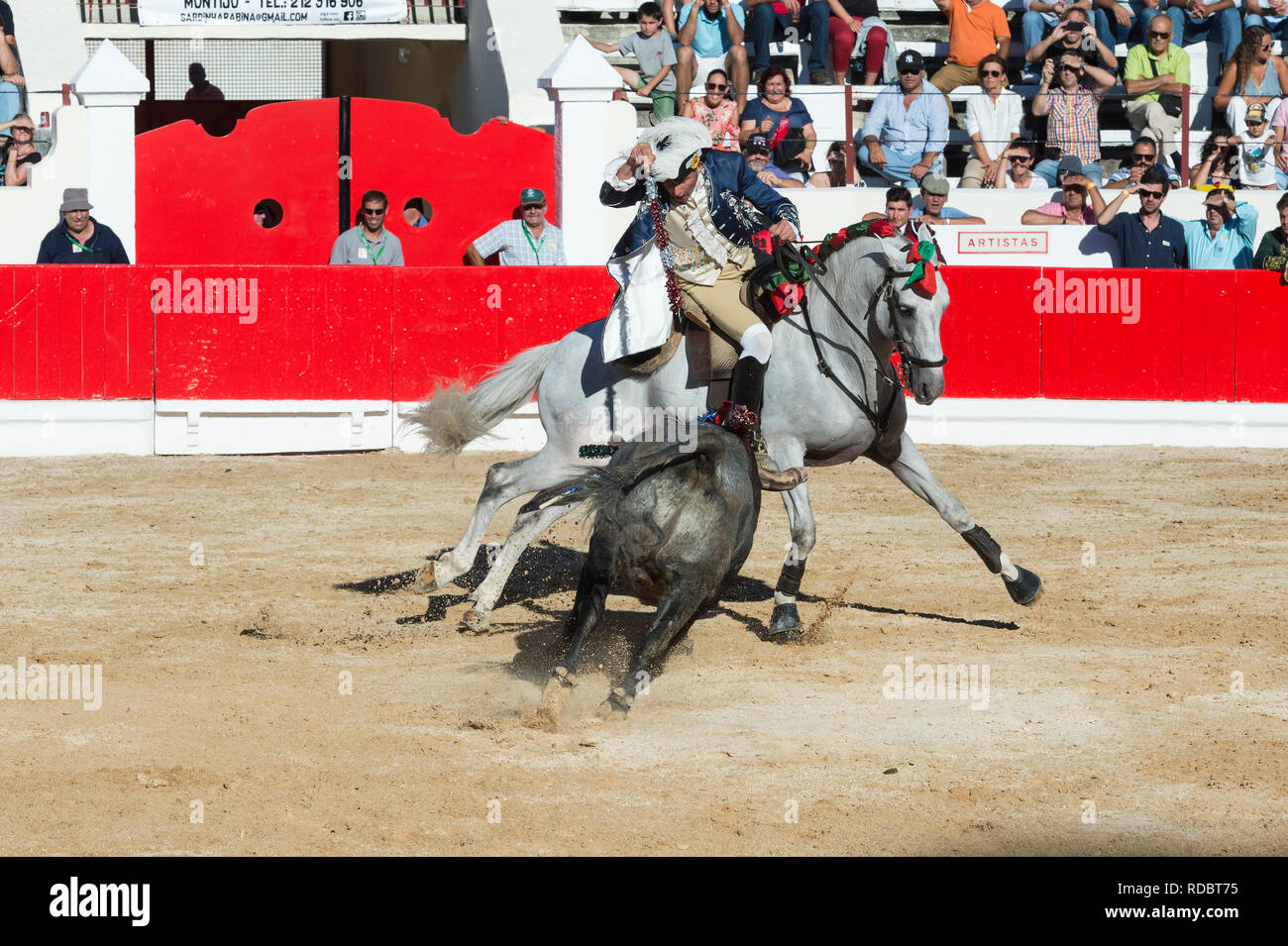 Stierkampf in Alcochete. Reiter erstechen banderilla auf einem Bullen, Bullen sind nicht während der stierkampf, Provinz Alcochete, Setubal, Portugal getötet Stockfoto