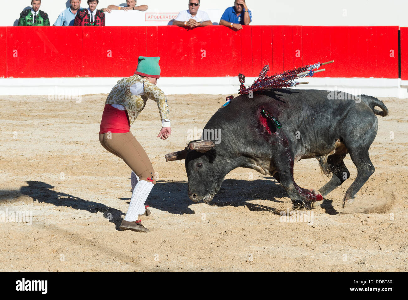 Stierkampf in Alcochete. Forcado anspruchsvolle ein Stier und versuchen, es zu stoppen, Stiere sind nicht während der stierkampf, Setúbal Alcochete, Provinz, Port getötet Stockfoto