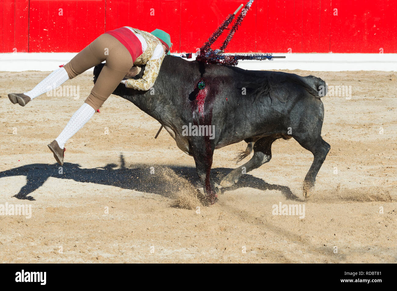 Stierkampf in Alcochete. Forcado anspruchsvolle ein Stier und versuchen, es zu stoppen, Stiere sind nicht während der stierkampf, Setúbal Alcochete, Provinz, Port getötet Stockfoto