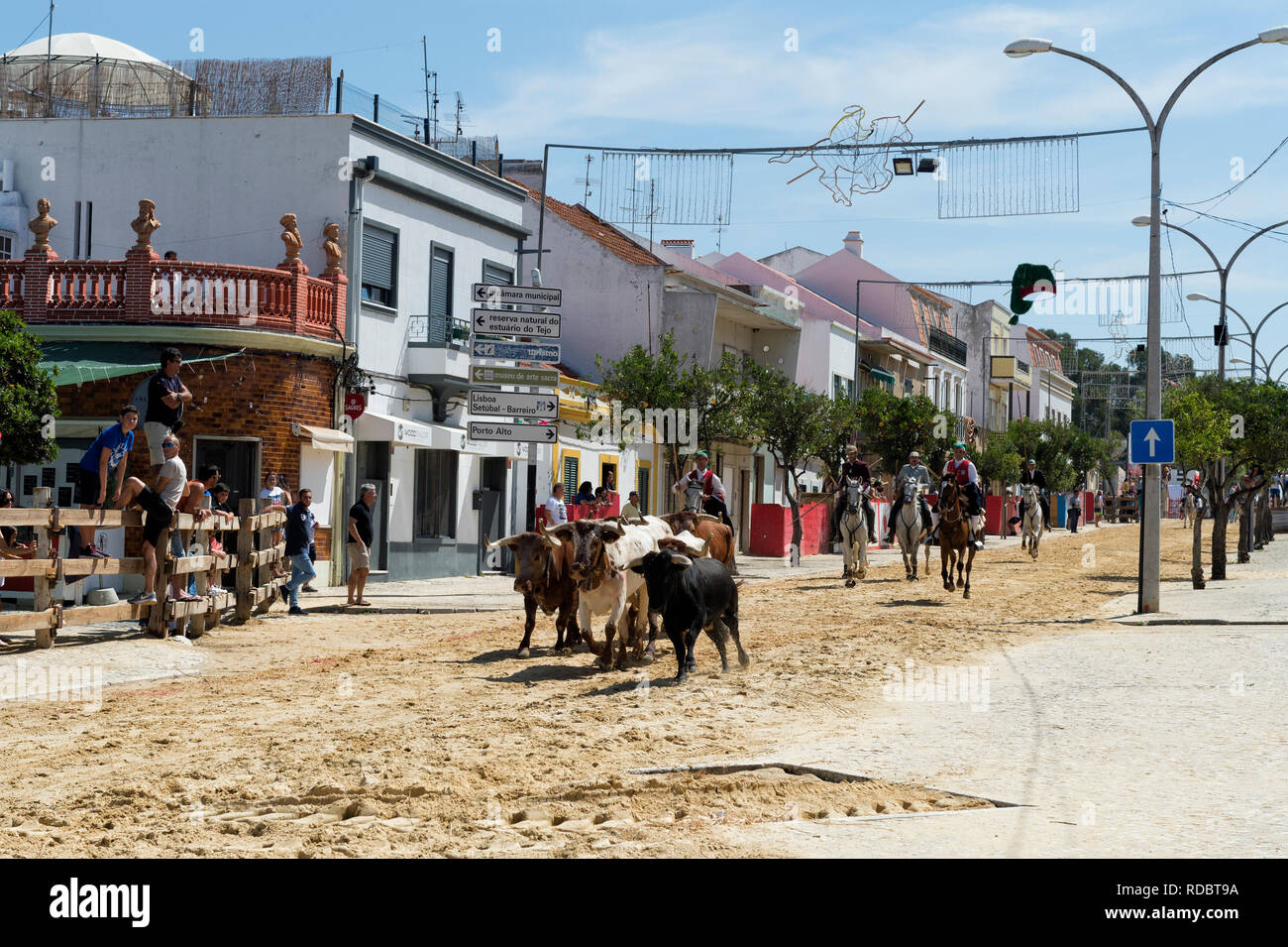 Die Parade der Gespanne und die Stiere in den Straßen während der festas do Barrete Verde e das Salinas, Provinz Alcochete, Setubal, Portugal Stockfoto