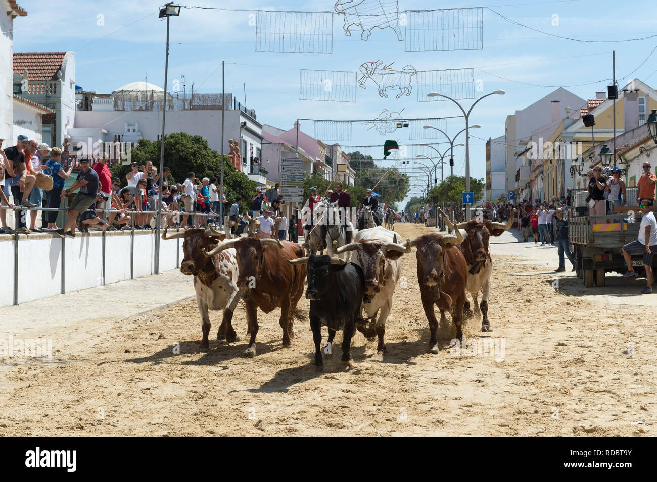 Die Parade der Gespanne und die Stiere in den Straßen während der festas do Barrete Verde e das Salinas, Provinz Alcochete, Setubal, Portugal Stockfoto