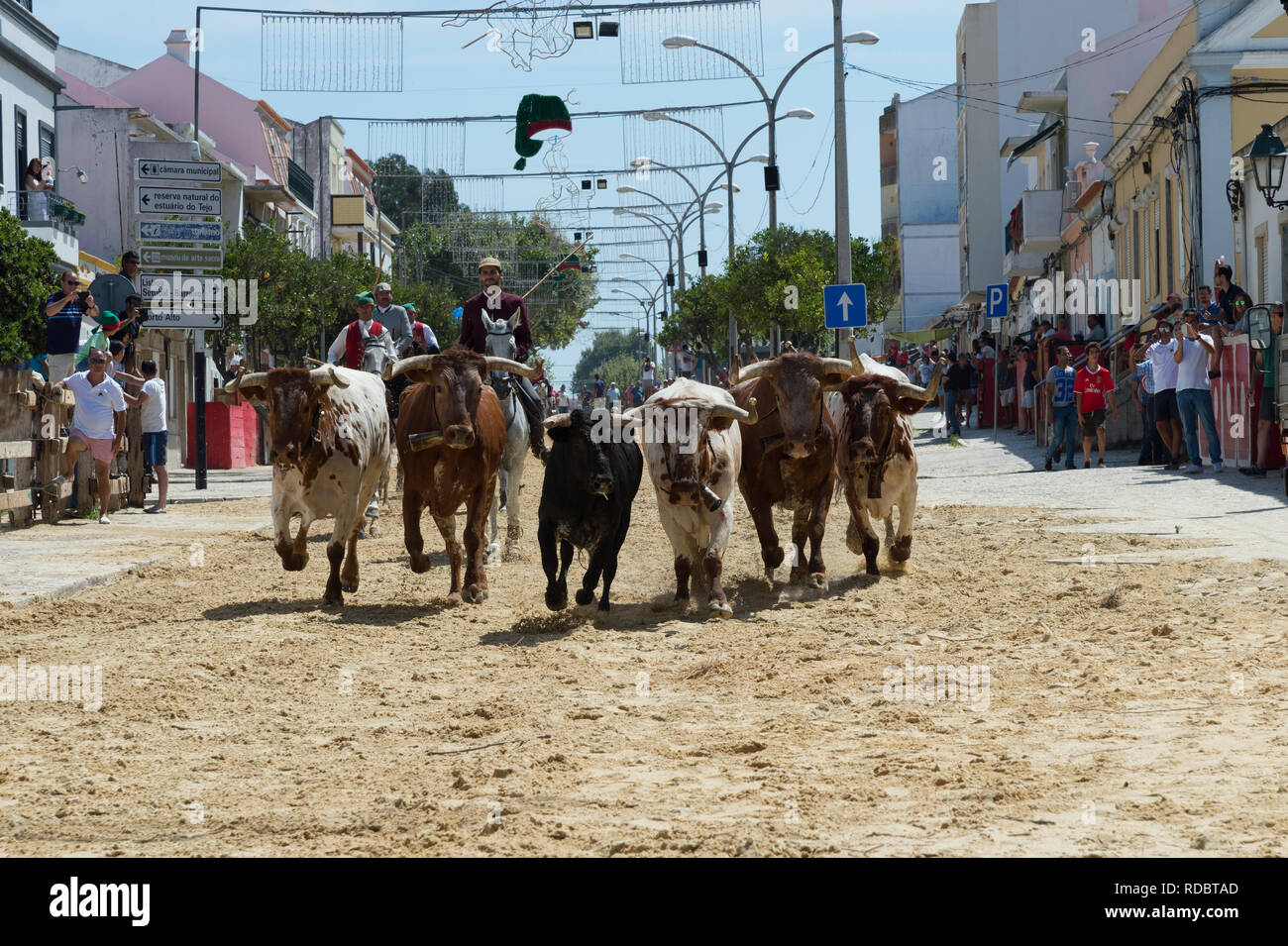 Die Parade der Gespanne und die Stiere in den Straßen während der festas do Barrete Verde e das Salinas, Provinz Alcochete, Setubal, Portugal Stockfoto