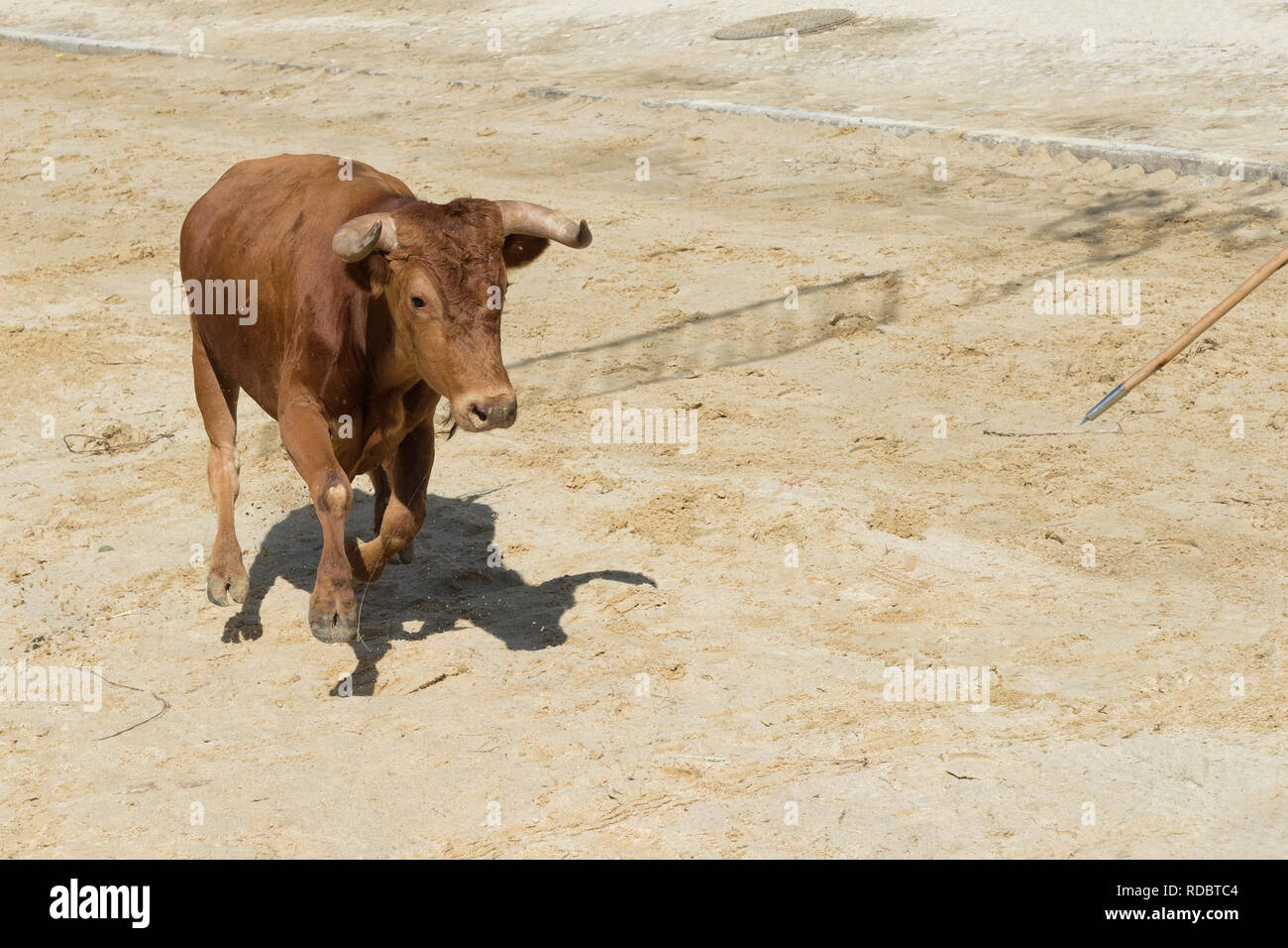 Traditionelle Largada de Toiros, Straße Stierkampf, Festas do Barrete Verde e das Salinas, Provinz Alcochete, Setubal, Portugal Stockfoto