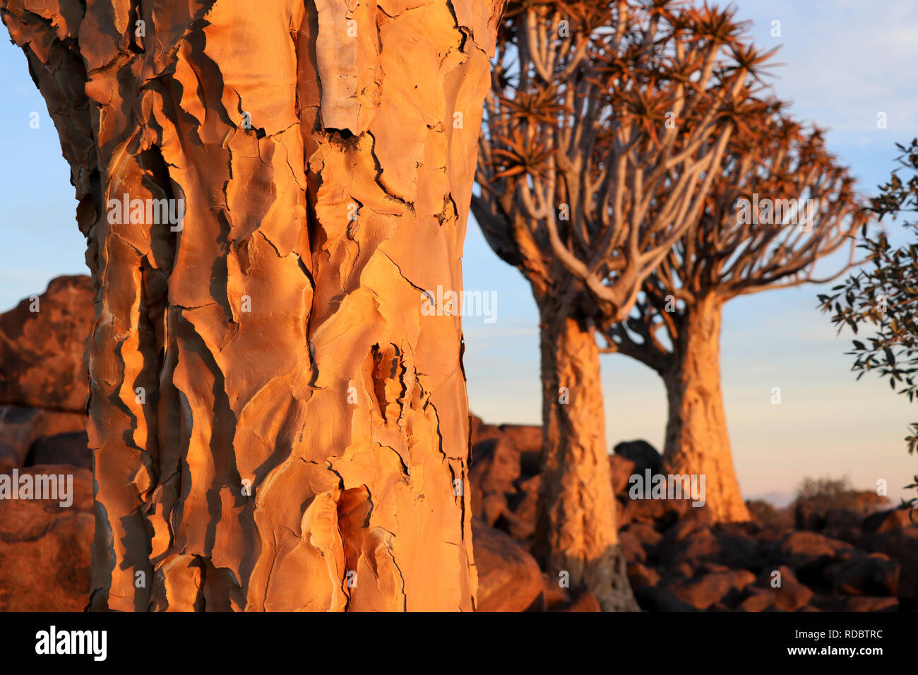 Köcherbaumwald in der Nähe von Keetmanshoop - Baumrinde und Aloe dichotomas - Namibia Stockfoto