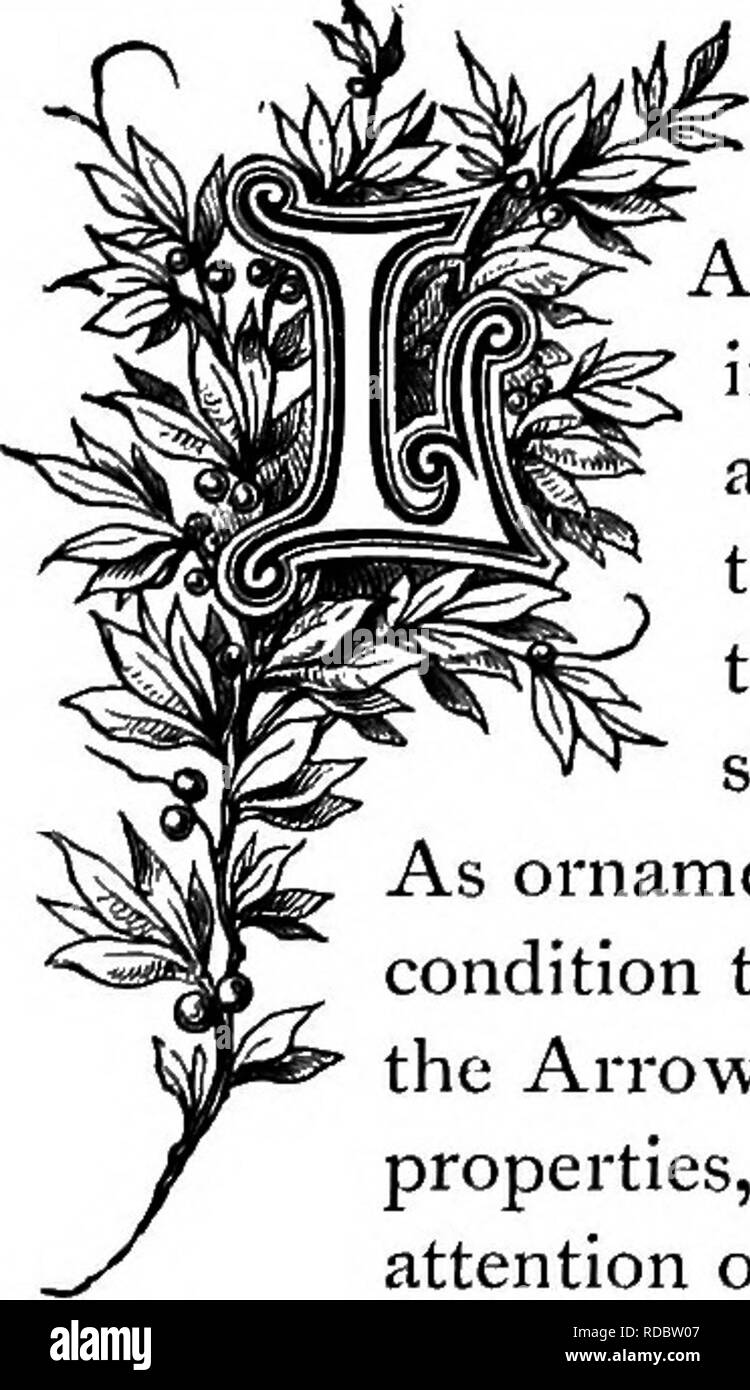 . Die Floral Kingdom: Geschichte, Stimmung und Poesie: ein Wörterbuch mit mehr als drei hundert Pflanzen, mit den Gattungen und Familien, zu denen sie gehören, und die Sprache der jeweils passende Edelsteine zu Poesie dargestellt. Blume, Blumen in der Literatur. Es Ffv "r KULTUR VON PFLANZEN.. CA. N'JSTJl. ANDSCAPES bekannt für die traumhafte Schönheit haben stets in Indien im Überfluss, und von diesen gibt es aber nur wenige, in denen die Canna (auf das Konto mit der Bezeichnung Indica) nicht einen unverzichtbaren Beitrag für die Schönheit der Aussicht. Dies wurde so universell geworden, dass es sich Stockfoto