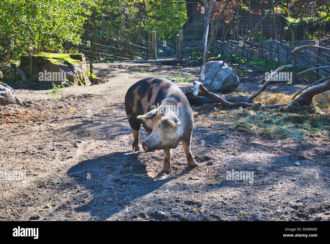 Seltene Rasse Linderod Schwein, Freilichtmuseum Skansen, Djurgården, Stockholm, Schweden, Skandinavien Stockfoto