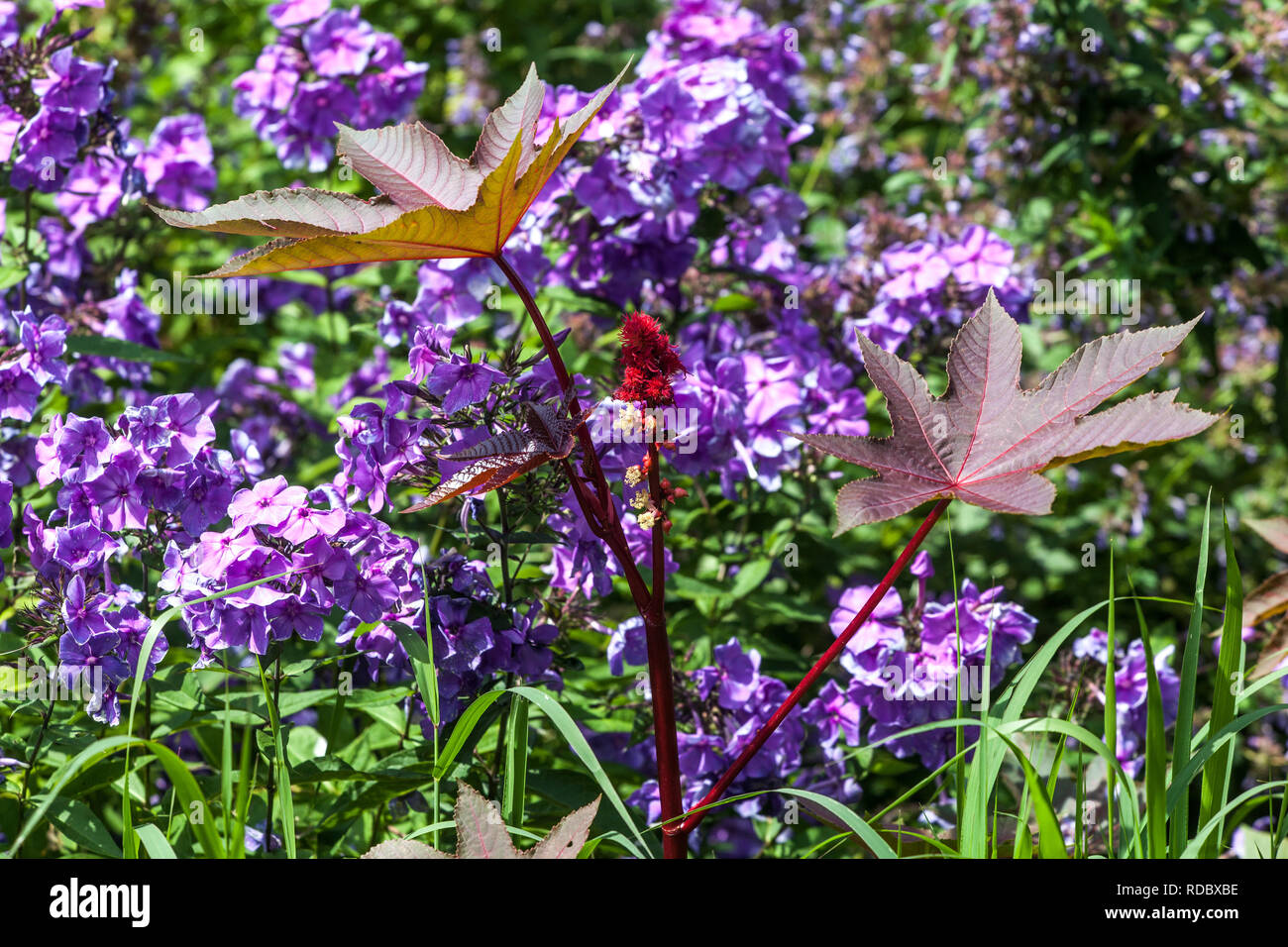 Rizinuspflanze blühend -Fotos und -Bildmaterial in hoher Auflösung – Alamy