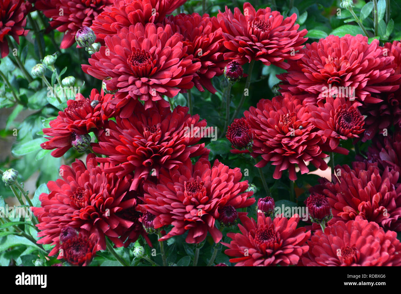 Zwerg Terrasse Chrysantheme' Carpino Purple' an RHS Garden Harlow Carr, Harrogate, Yorkshire gewachsen. England, UK. Stockfoto