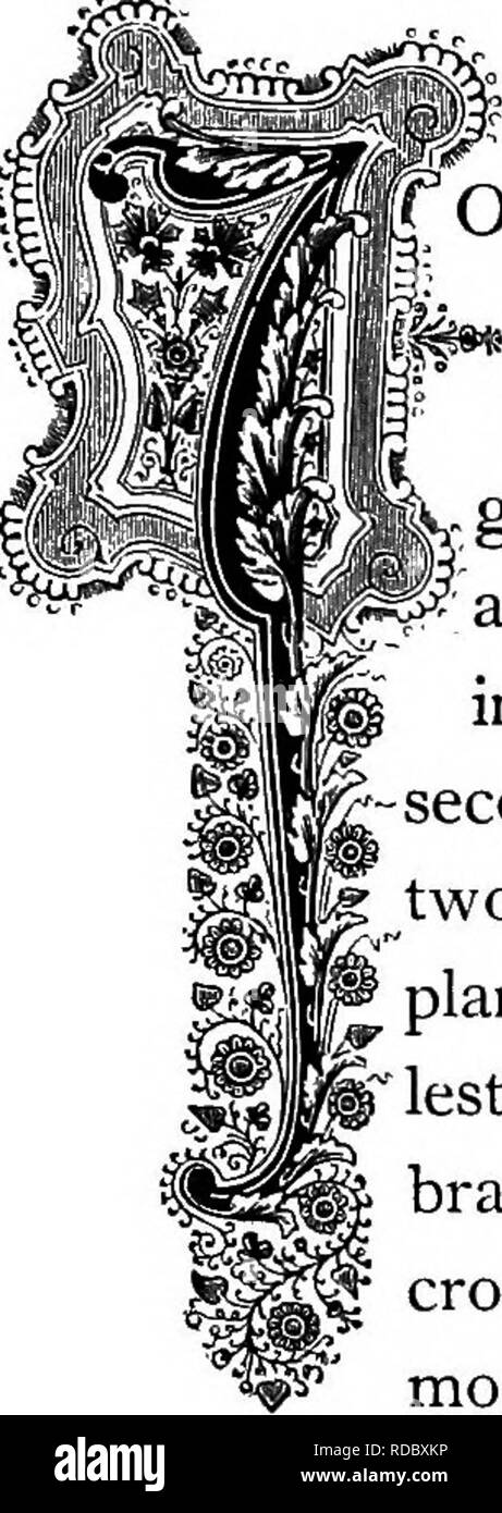 . Die Floral Kingdom: Geschichte, Stimmung und Poesie: ein Wörterbuch mit mehr als drei hundert Pflanzen, mit den Gattungen und Familien, zu denen sie gehören, und die Sprache der jeweils passende Edelsteine zu Poesie dargestellt. Blume, Blumen in der Literatur. ^^w ff |) om 0 £ ttia pulcl) Â £ l "l" IMA. Natürliche Ordnung: Eu; phorbiaceceâSpurge Familie. "OEL ROBERTS POINSETT, United States Minister nach Mexiko,^ entdeckt, im Jahre 1828, diese herrliche Anlage, die Solche universellen Bewunderung erregt, wenn sie in ihren Urlaub in Verkleidung. Es wird allgemein unter Gewächshaus Pflanzen angebaut, aber es gedeihen Stockfoto